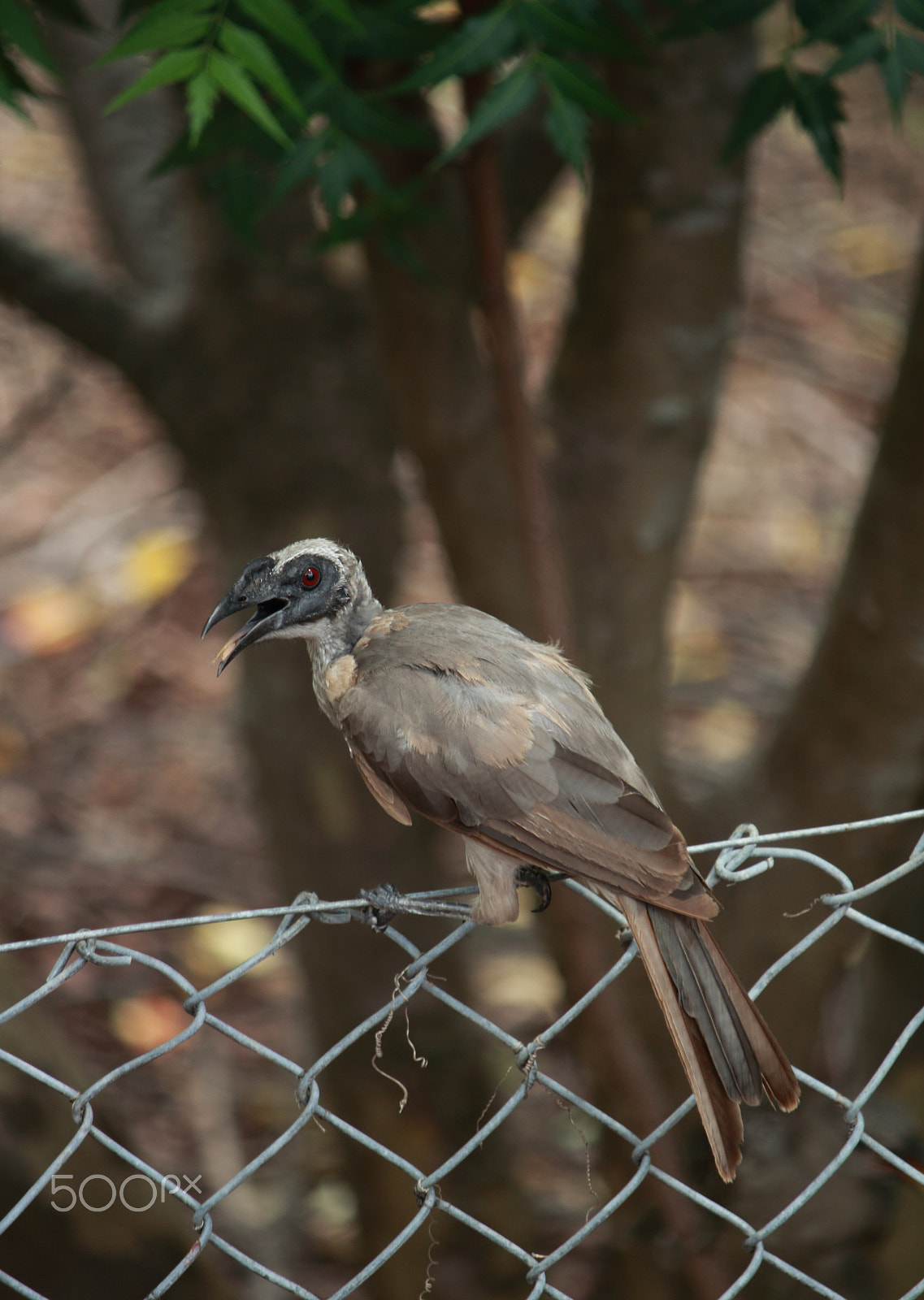 Canon EF-S 55-250mm F4-5.6 IS sample photo. Noisy friarbird photography