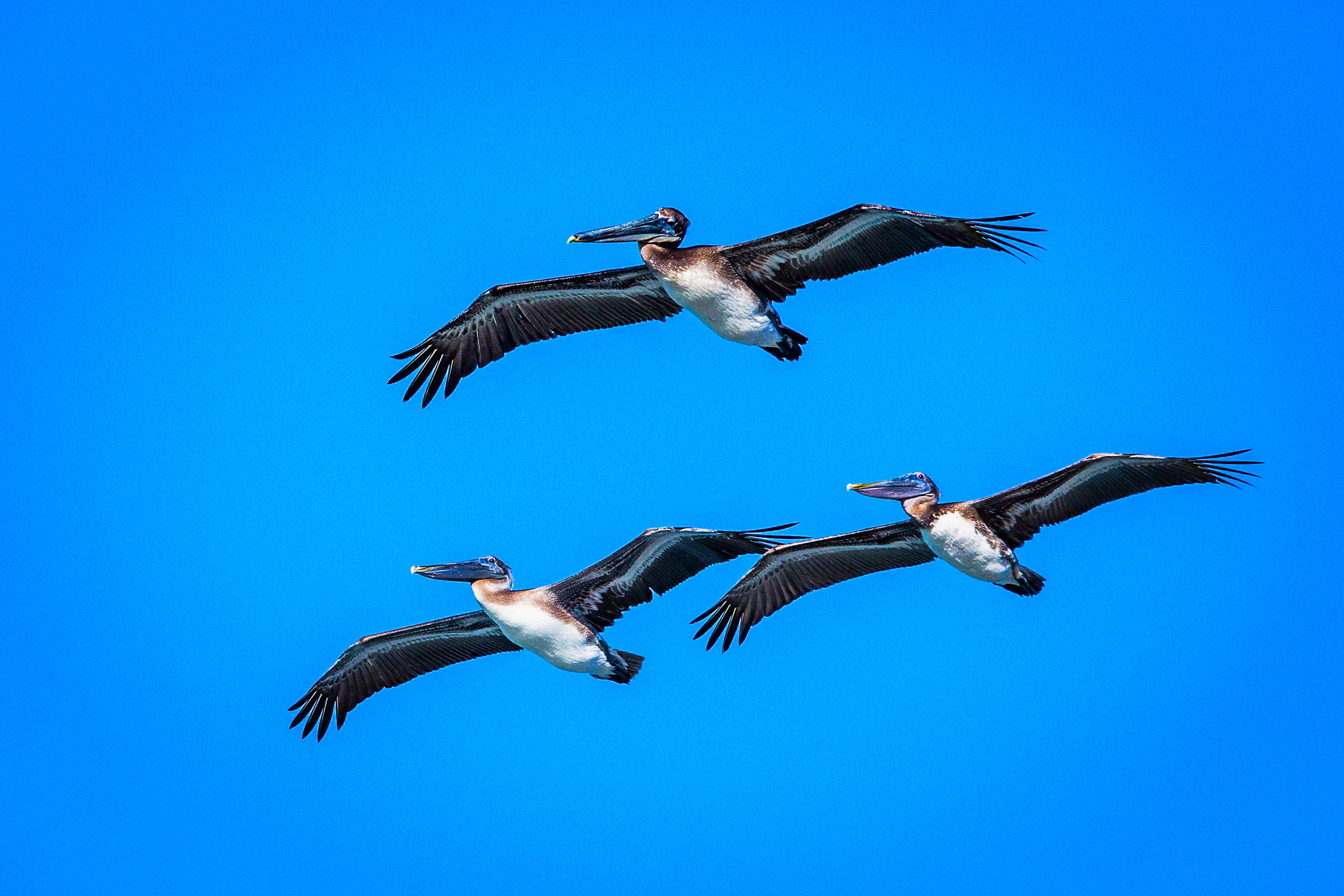 Canon EF 70-300mm F4-5.6 IS USM sample photo. Pelecanus occidentalis photography