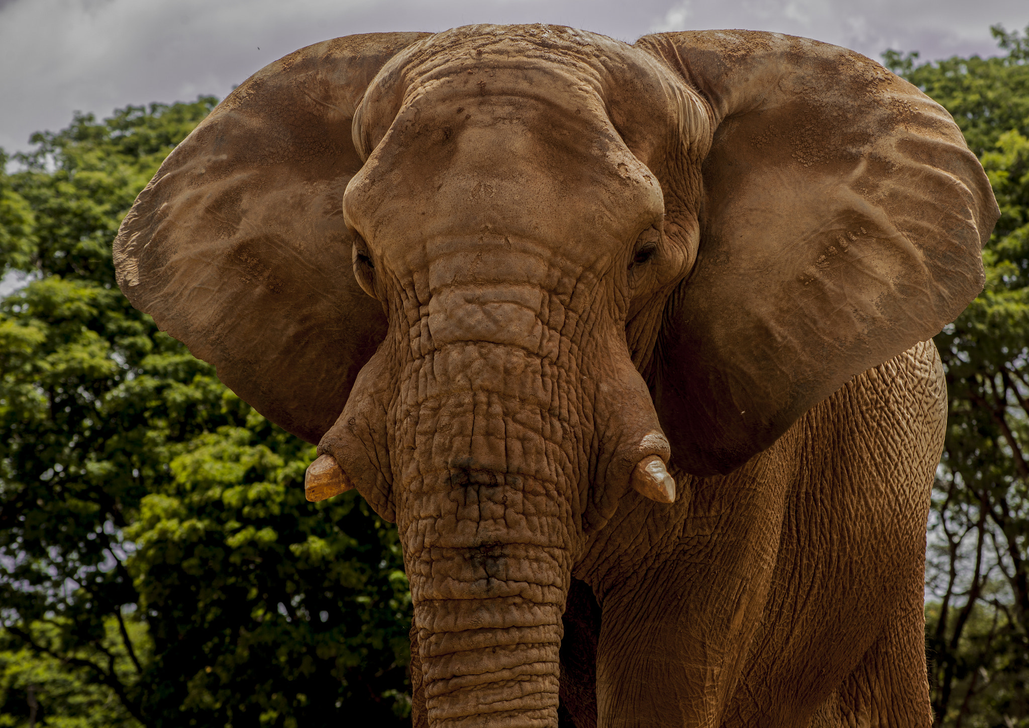 EF75-300mm f/4-5.6 sample photo. Elefante photography