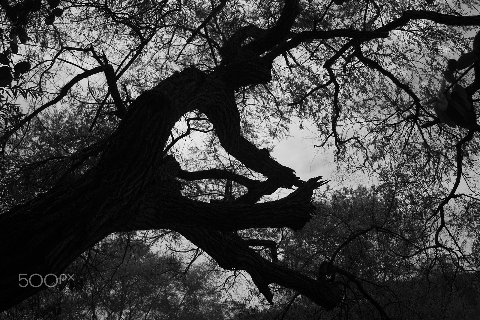 Sony Alpha DSLR-A380 sample photo. Branches heading the sky photography