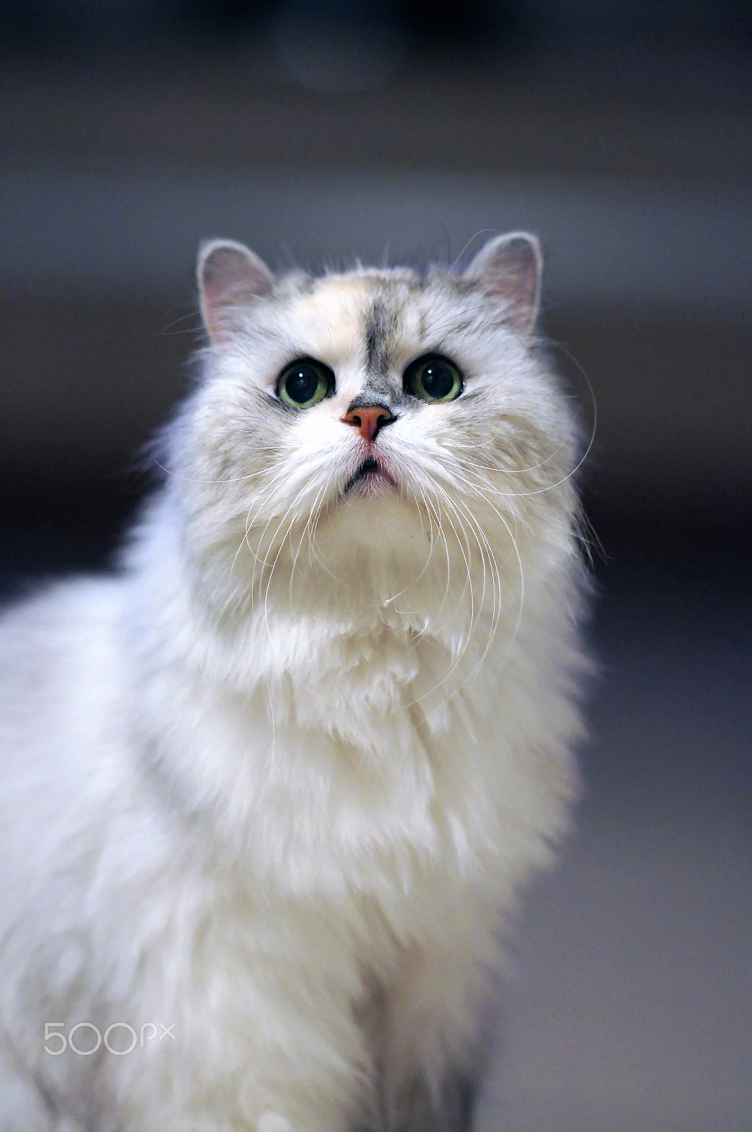 Sony Sonnar T* 135mm F1.8 ZA sample photo. Cute cat photography
