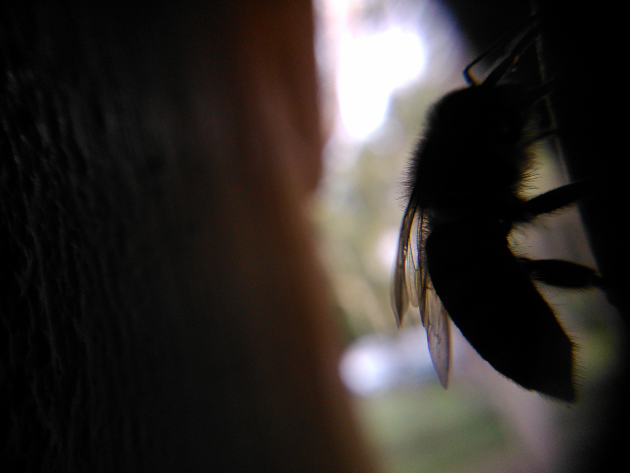 Sony Xperia L sample photo. A bee on my window  photography
