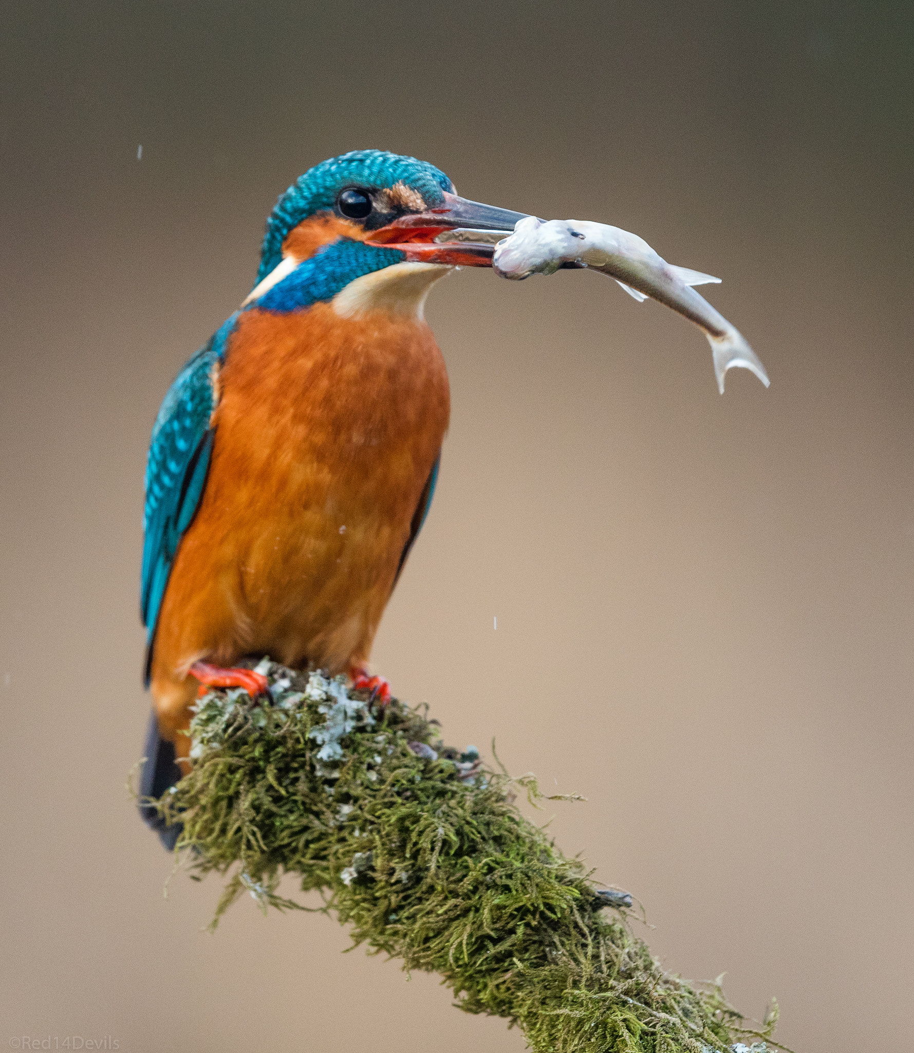 Canon EF 200-400mm F4L IS USM Extender 1.4x sample photo. Common kingfisher photography