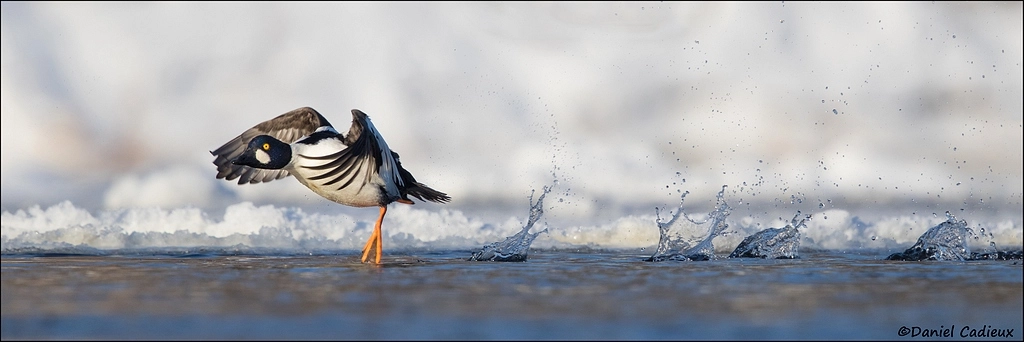 Canon EF 500mm F4L IS II USM sample photo. Male common goldeneye on the run photography