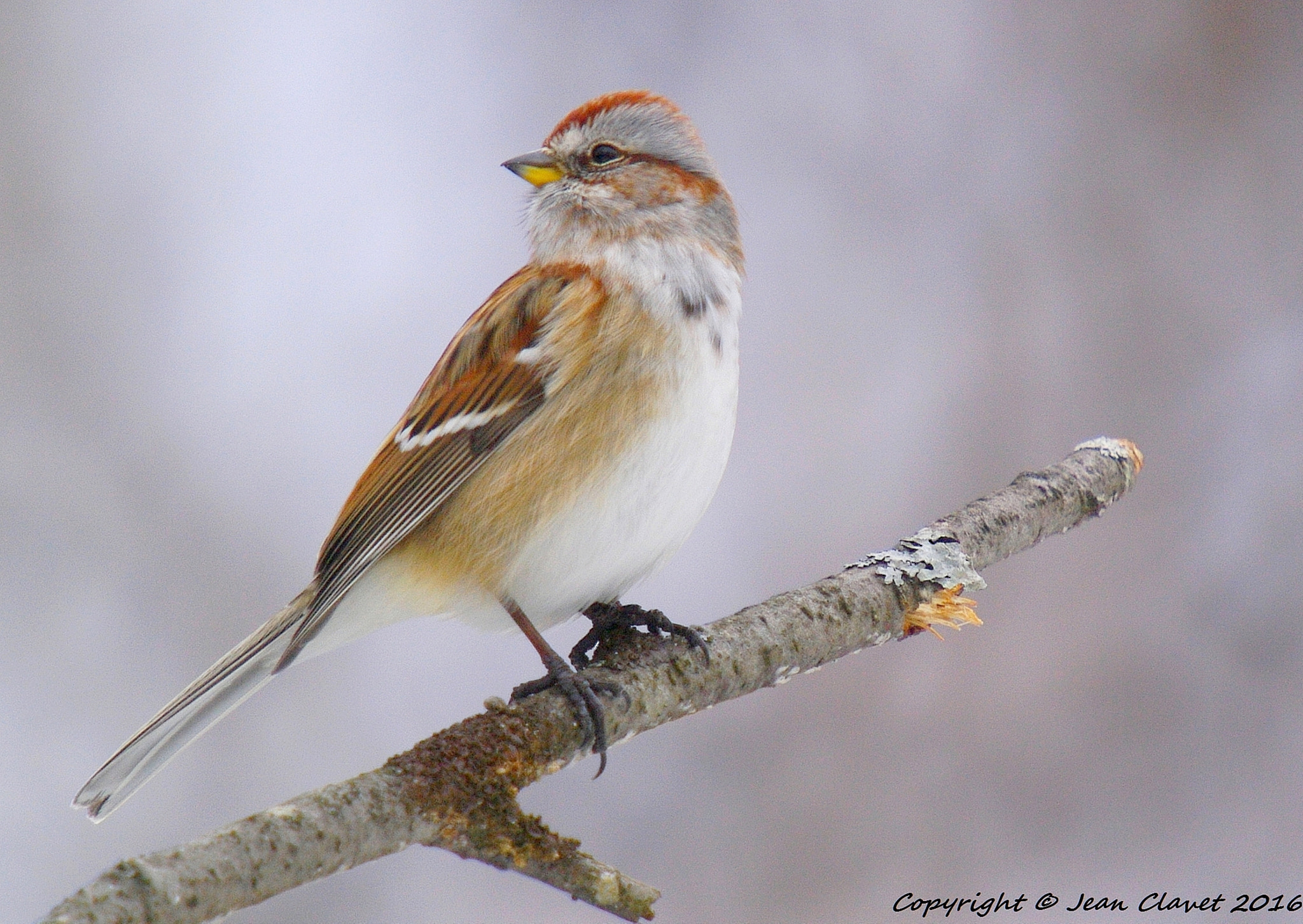 Pentax K-7 sample photo. Bruant hudsonien/ american tree sparrow photography