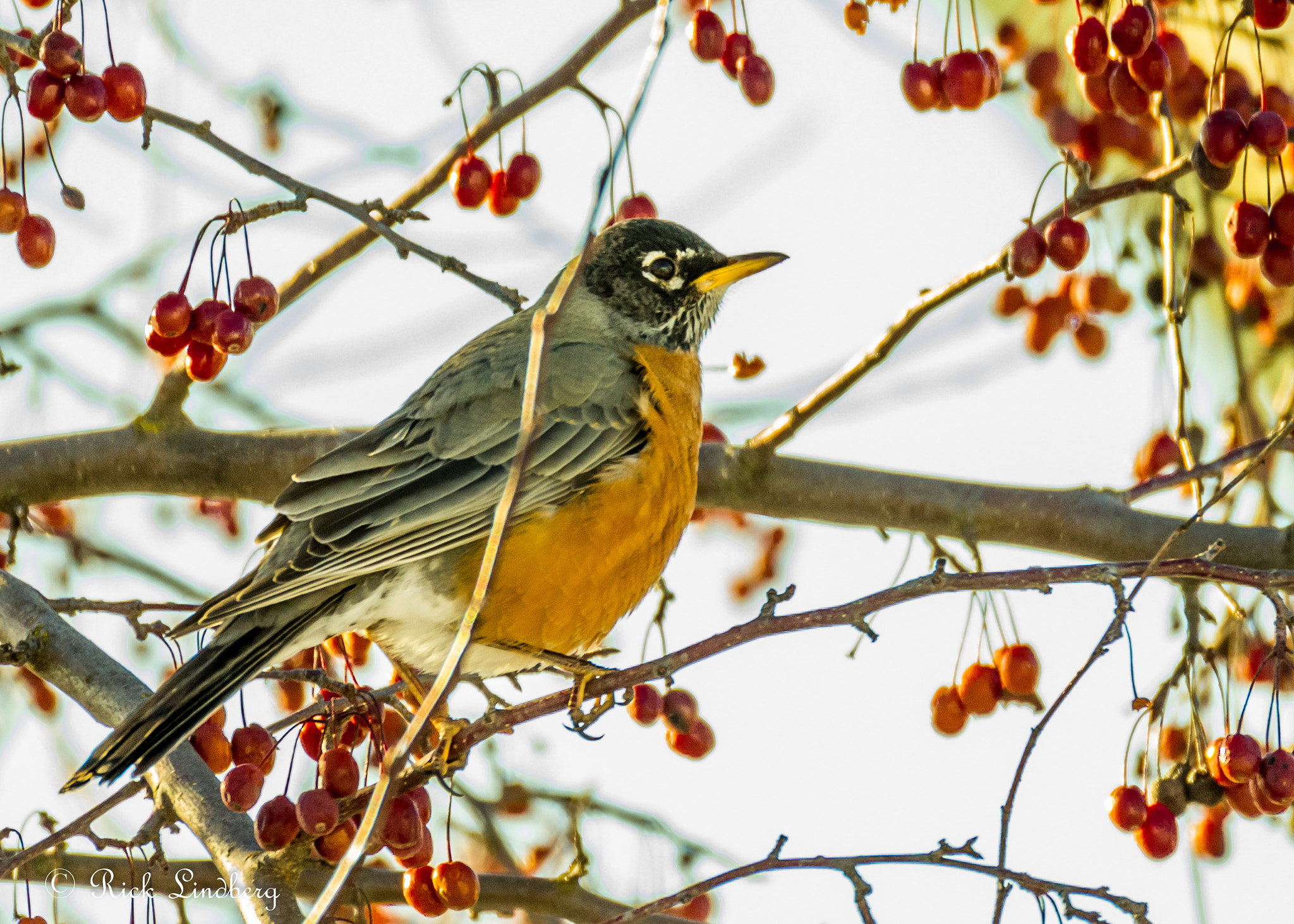 Pentax K-5 sample photo. Robin at the berry tree photography
