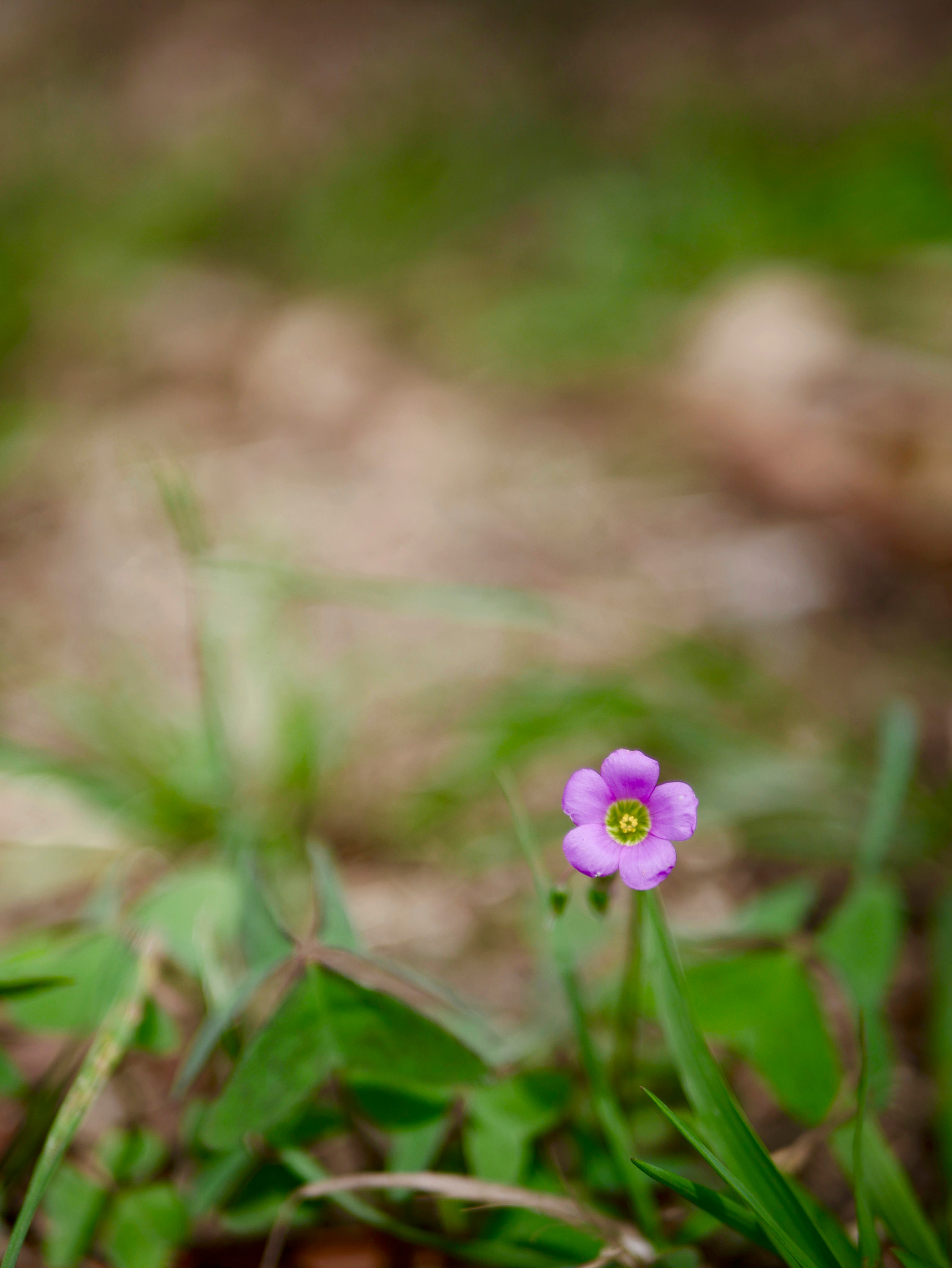 Panasonic Lumix DMC-G7 + LUMIX G 25/F1.7 sample photo. Demeter photography