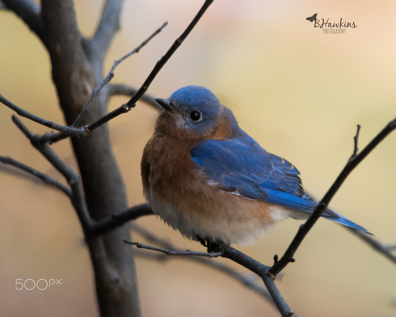 Nikon Nikkor AF-S 300mm F4E PF ED VR sample photo. My bluebird tribe is increasing!! photography
