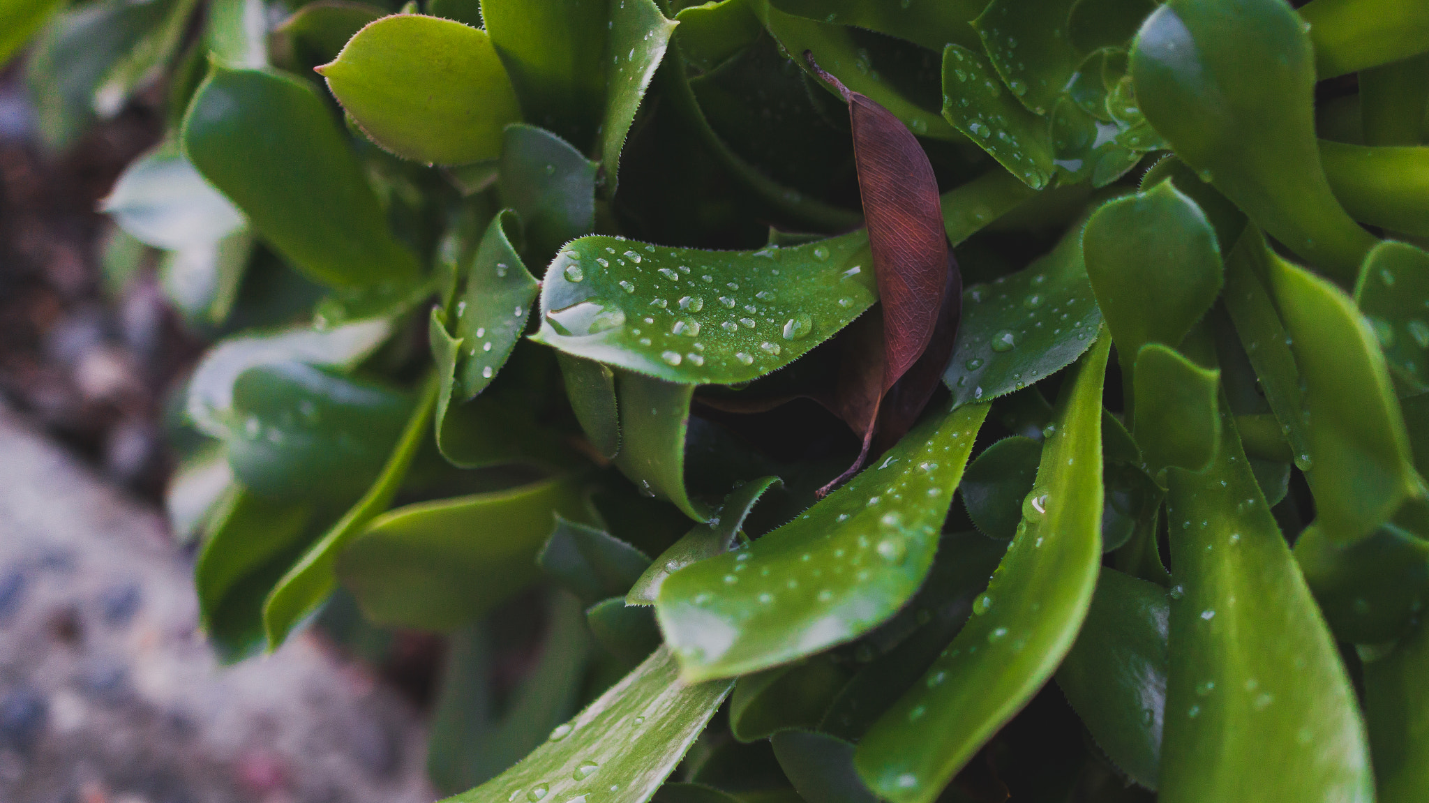 Sony Alpha NEX-7 + Sony Sonnar T* E 24mm F1.8 ZA sample photo. Wet leaves photography