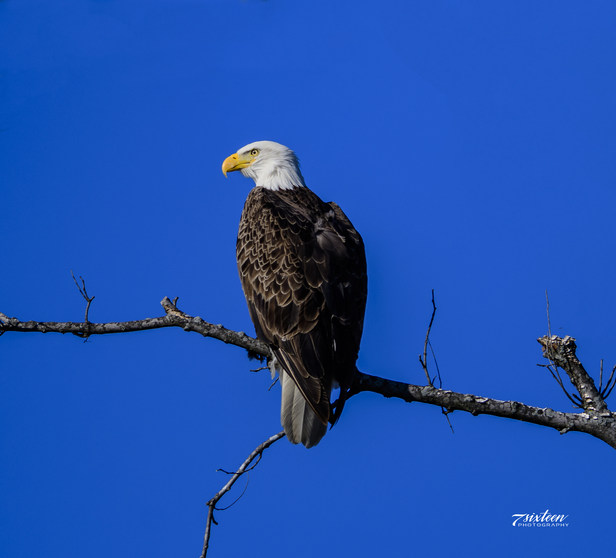 Nikon D500 + Nikon AF-S Nikkor 300mm F4D ED-IF sample photo. Bald eagle photography