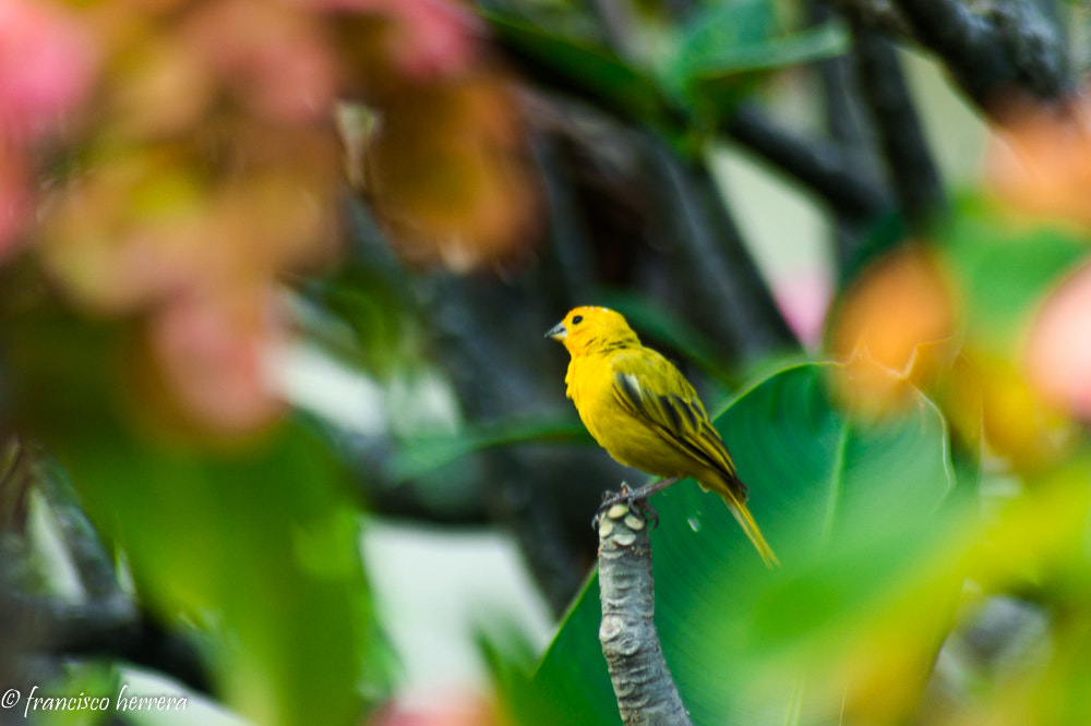 Sony SLT-A33 sample photo. Canario #venezuela guanare photography