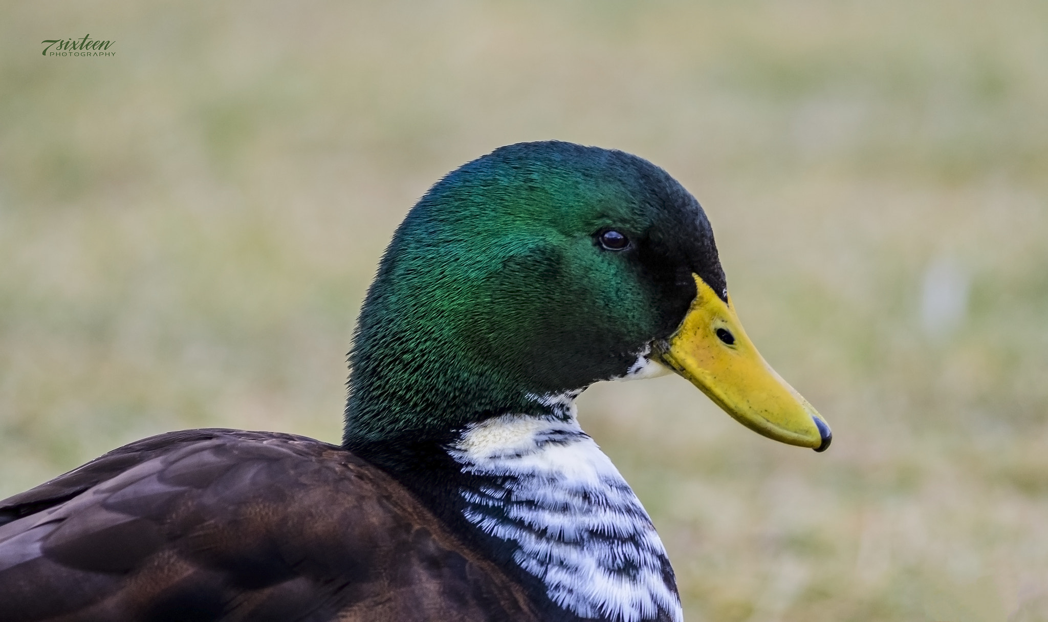 Nikon D500 + Nikon AF-S Nikkor 300mm F4D ED-IF sample photo. Mallard photography