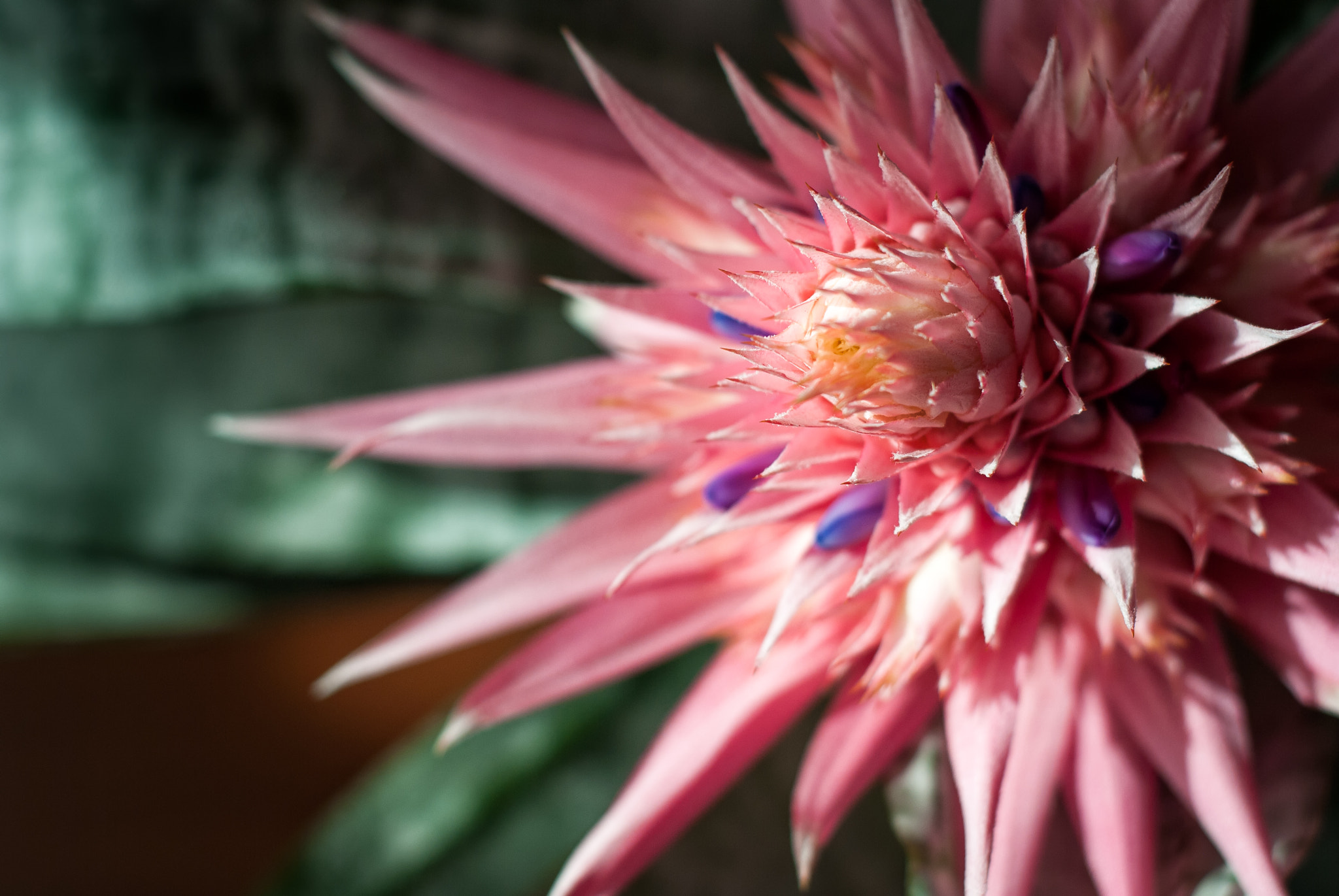 Nikon D3000 + Nikon AF Nikkor 50mm F1.8D sample photo. Erupción - bromelia fasciada photography