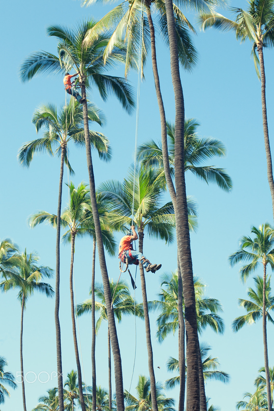 Canon EF 75-300mm F4.0-5.6 IS USM sample photo. Men from the trees photography