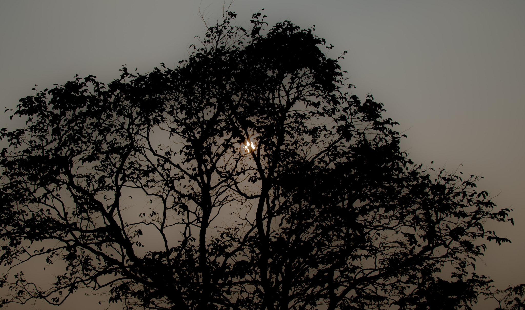 Nikon D5500 + Tamron 18-270mm F3.5-6.3 Di II VC PZD sample photo. Sunset behind a tree photography