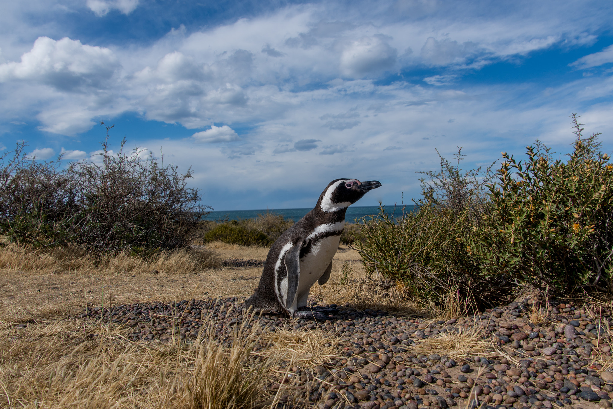 Nikon D810 sample photo. Penguin posing photography