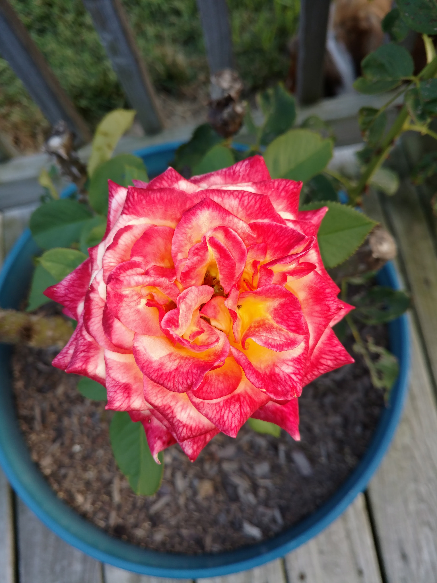 Motorola Moto X Pure Edition sample photo