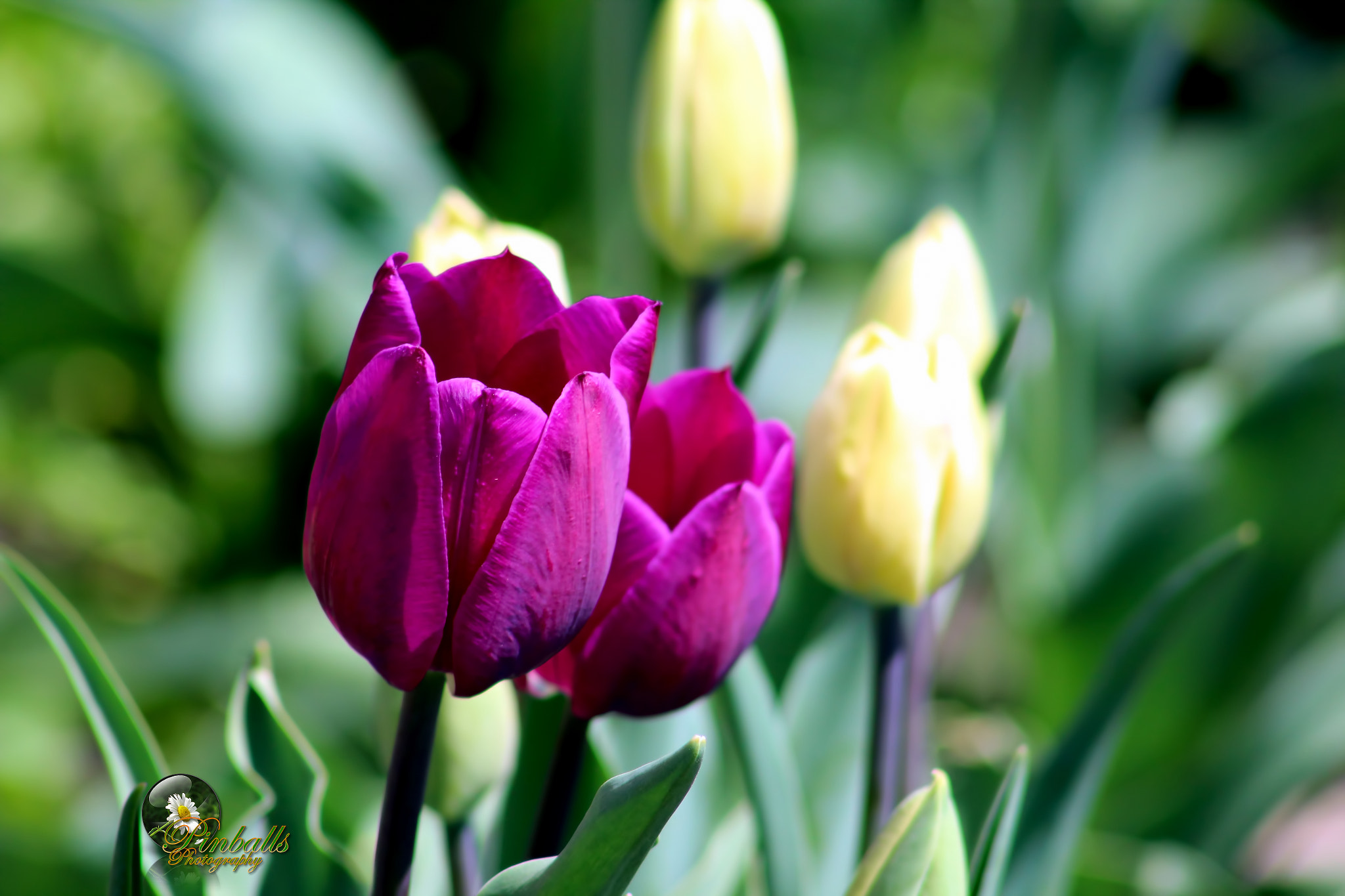 Canon EF 75-300mm f/4-5.6 USM sample photo. Img photography