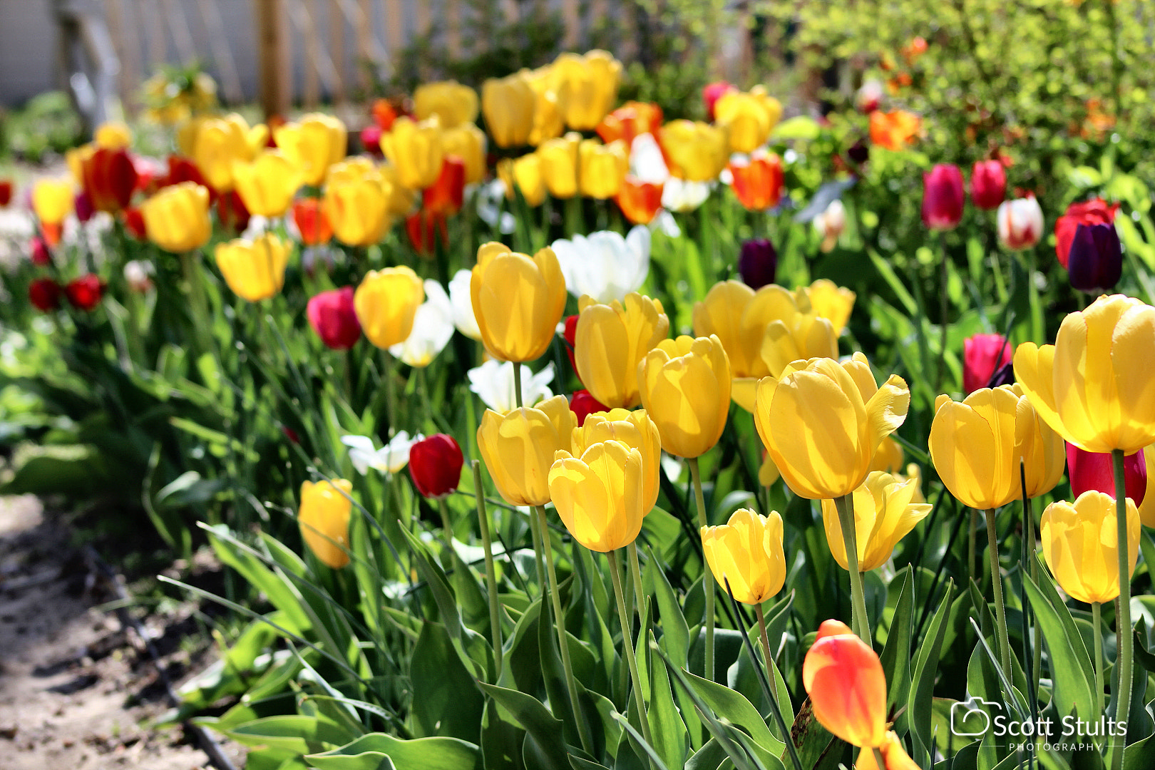 Canon EF 75-300mm f/4-5.6 USM sample photo. Img photography