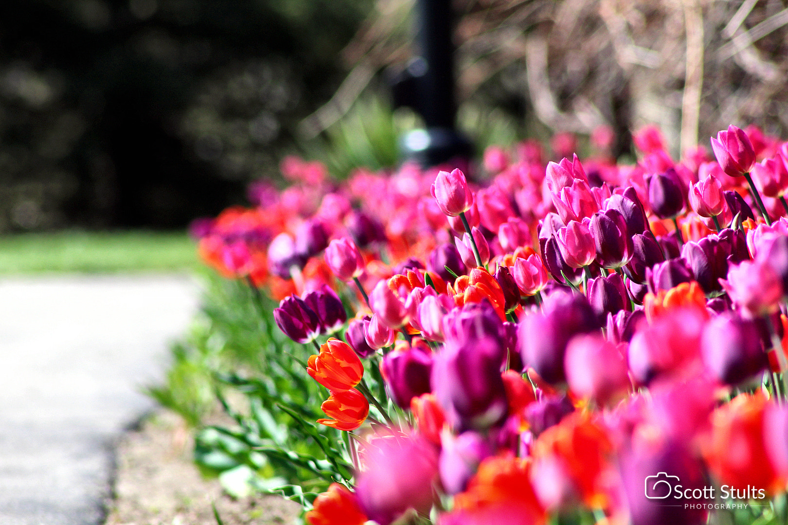 Canon EF 75-300mm f/4-5.6 USM sample photo. Img photography