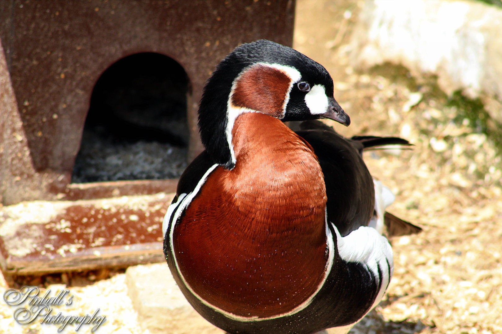 Canon EF 75-300mm f/4-5.6 USM sample photo. Img photography