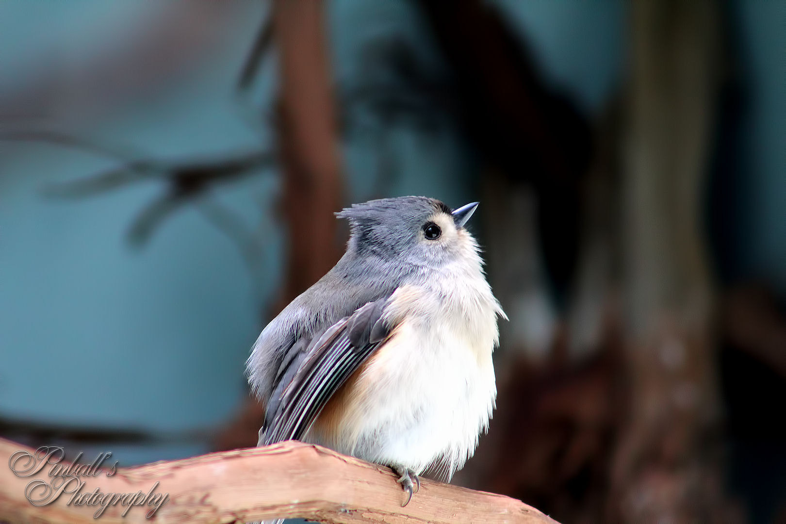 Canon EF 75-300mm f/4-5.6 USM sample photo. Tufted titmouse photography