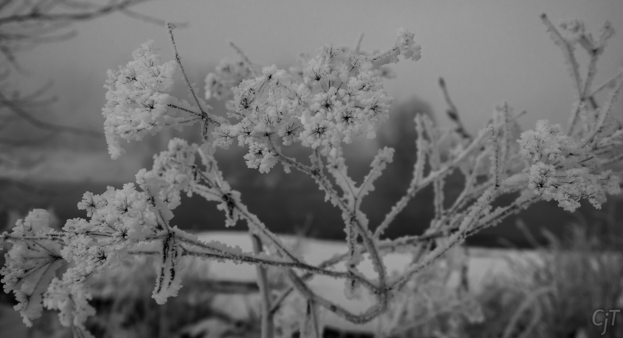 LUMIX G VARIO PZ 14-42/F3.5-5.6 sample photo. White frost photography