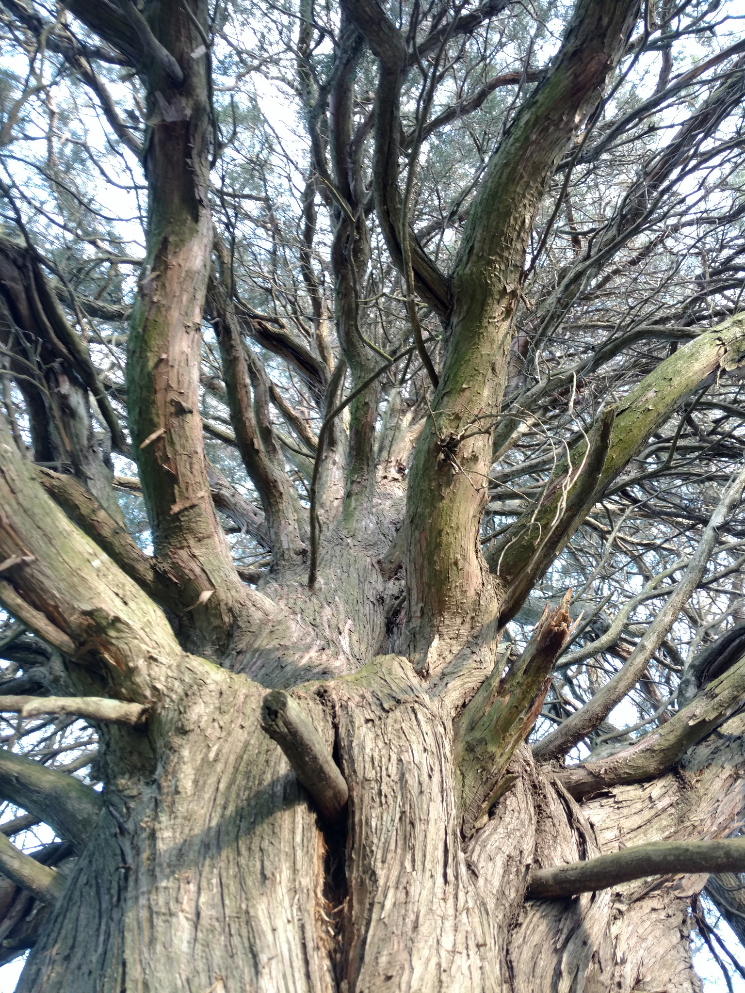 Motorola Moto X Pure Edition sample photo. Branching out photography