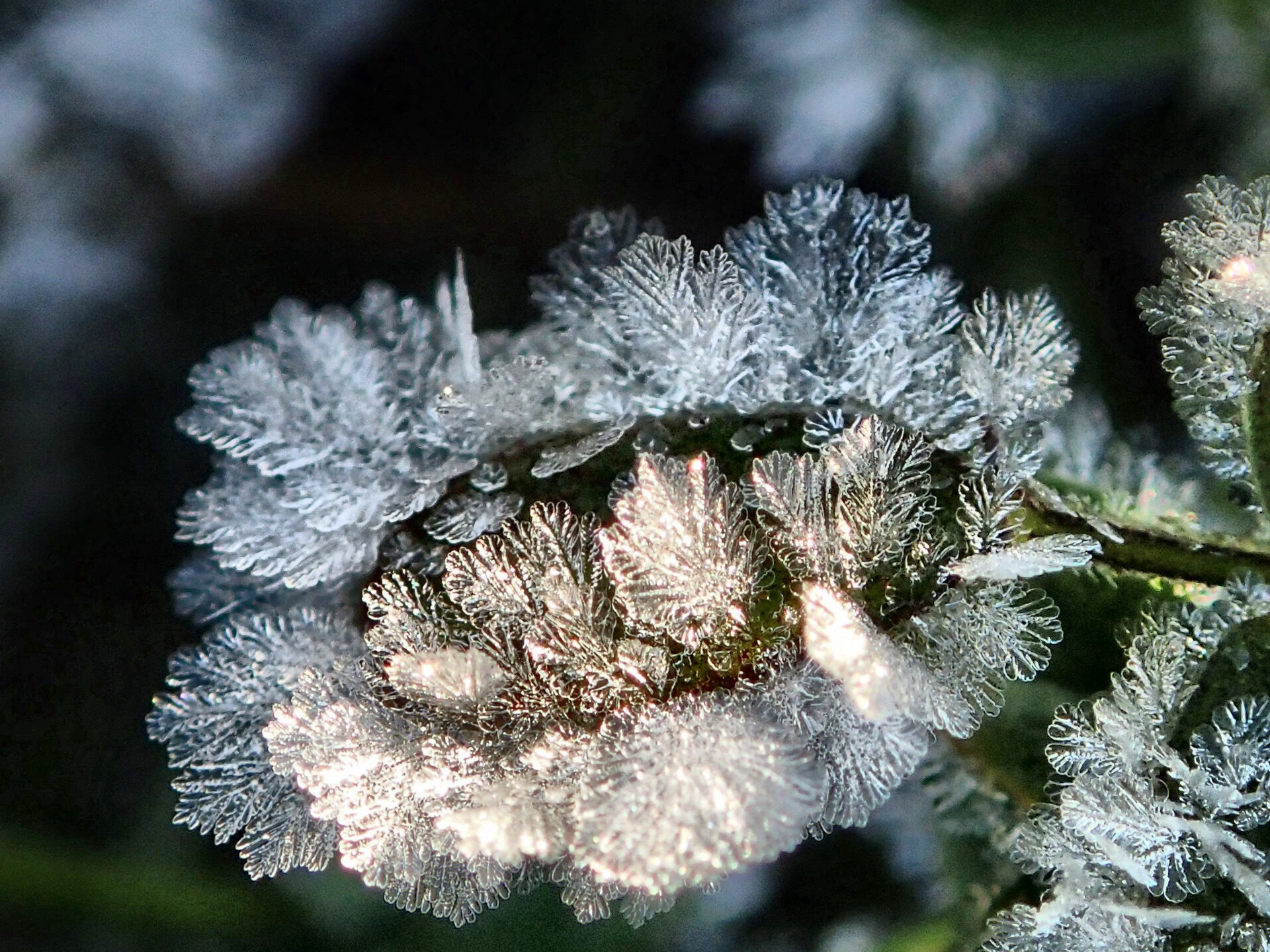 Olympus TG-2 sample photo. Crystals like feathers photography