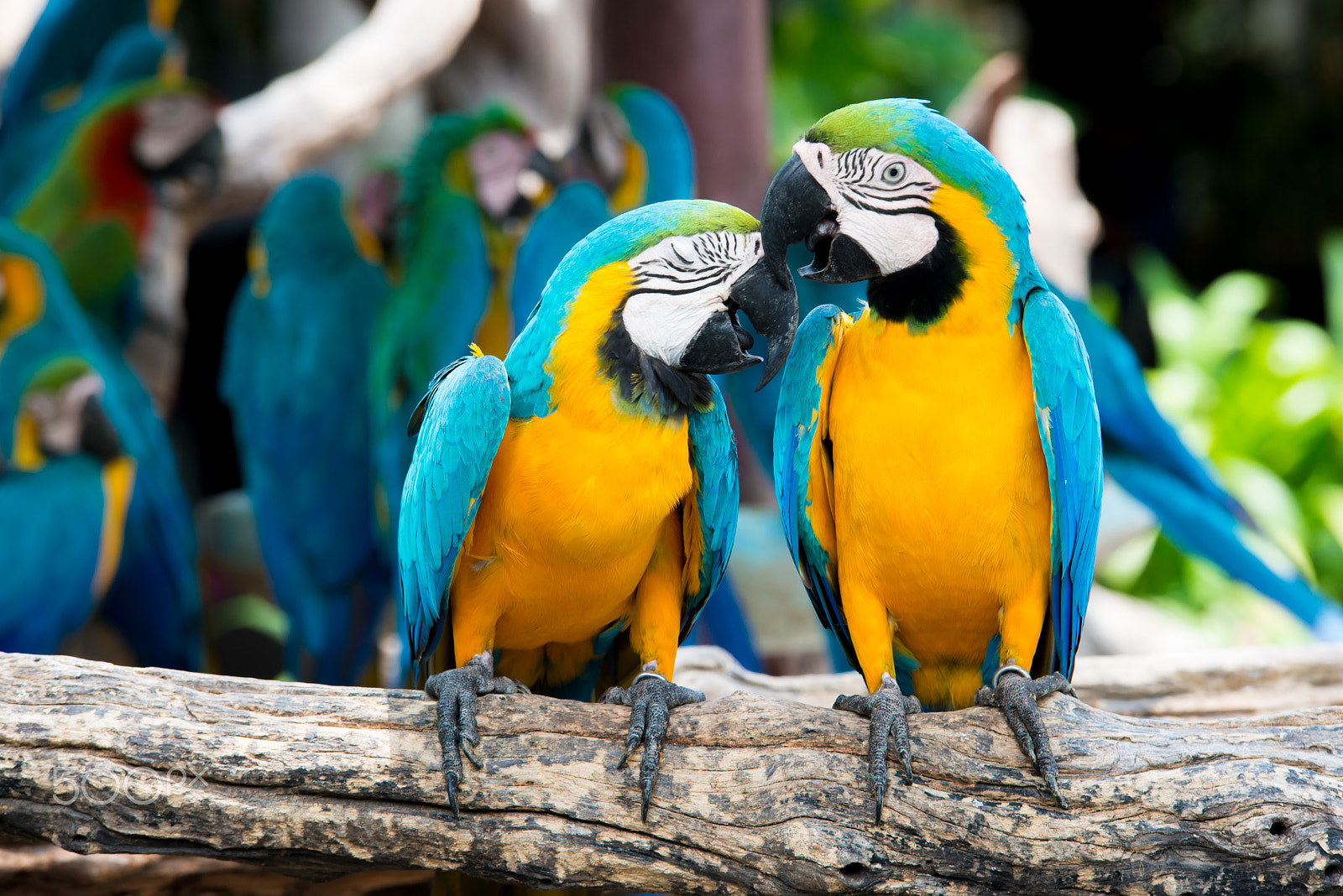 Nikon D800 + Tamron SP AF 70-200mm F2.8 Di LD (IF) MACRO sample photo. A pair of blue-and-yellow macaws perching at wood branch in jung photography