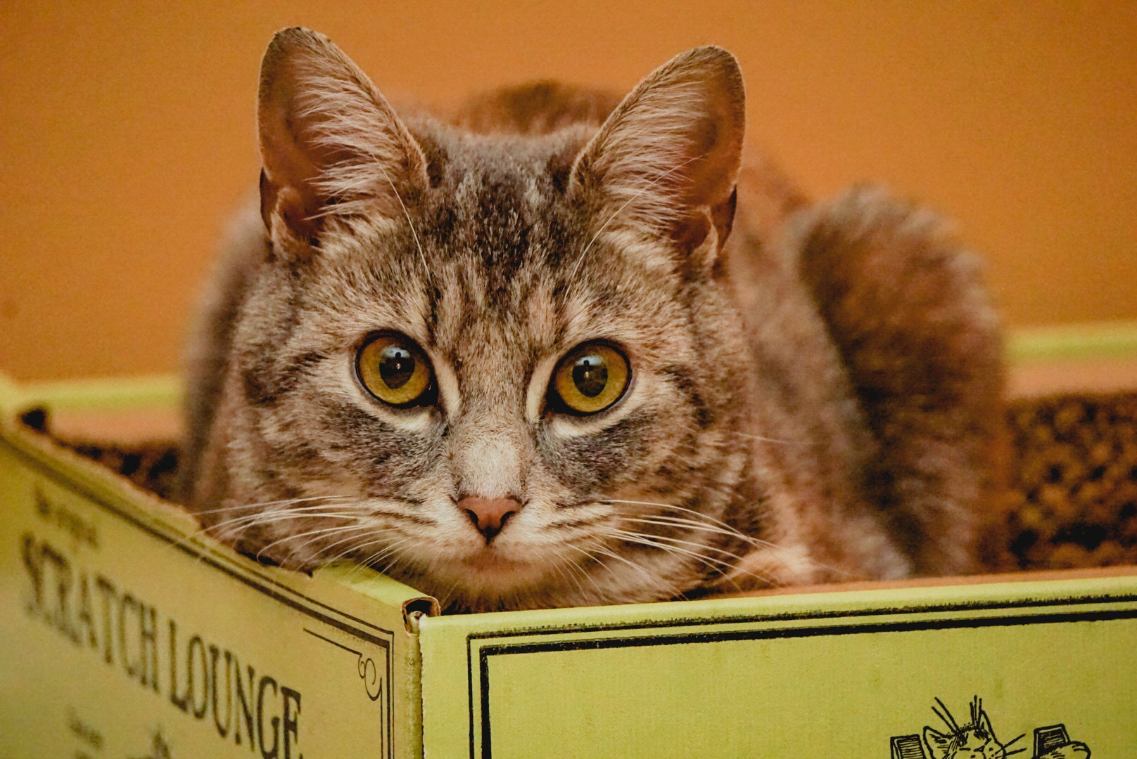 Sony a5100 sample photo. Pretty kitty photography