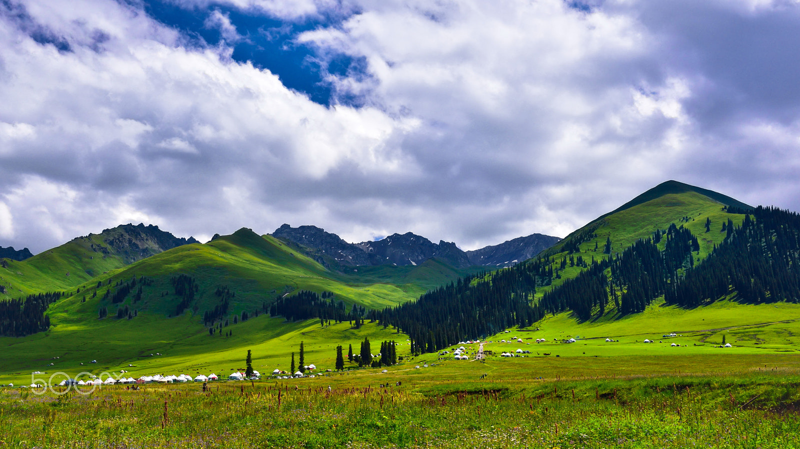 Nikon D810 + Tamron SP 35mm F1.8 Di VC USD sample photo. 新疆伊犁空中草原air grassland in ily xinjiang photography