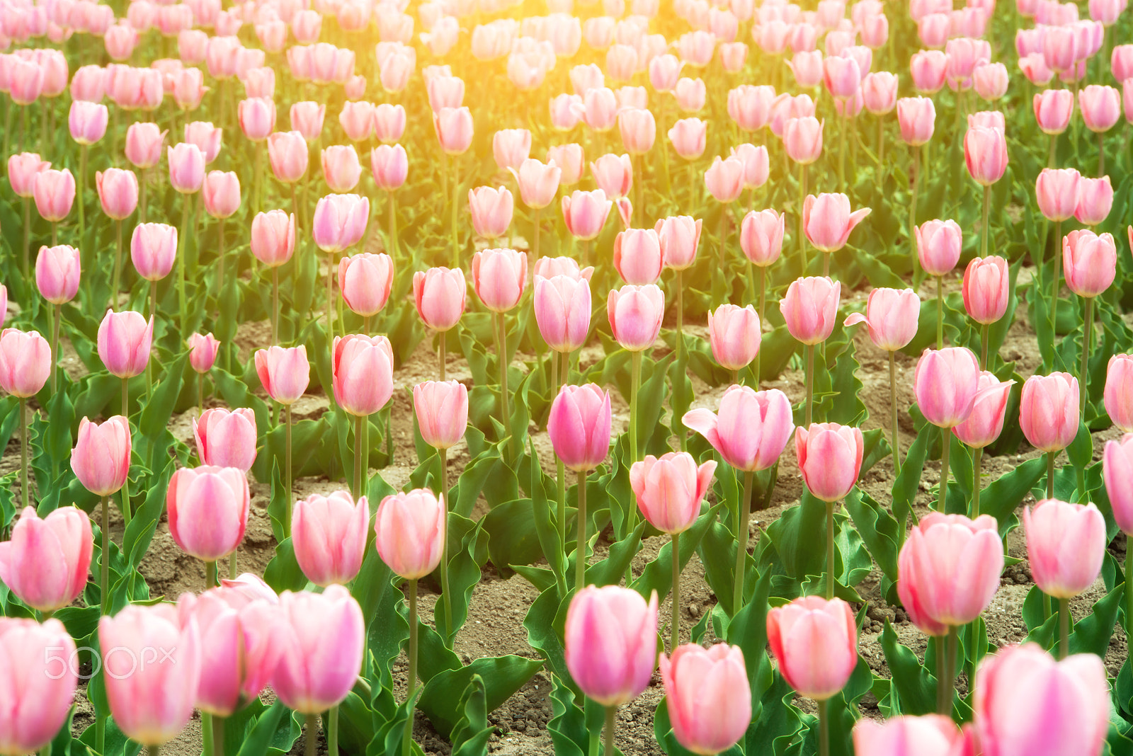 Nikon D800 sample photo. Pink tulips blooming in spring season in garden at netherlands. photography