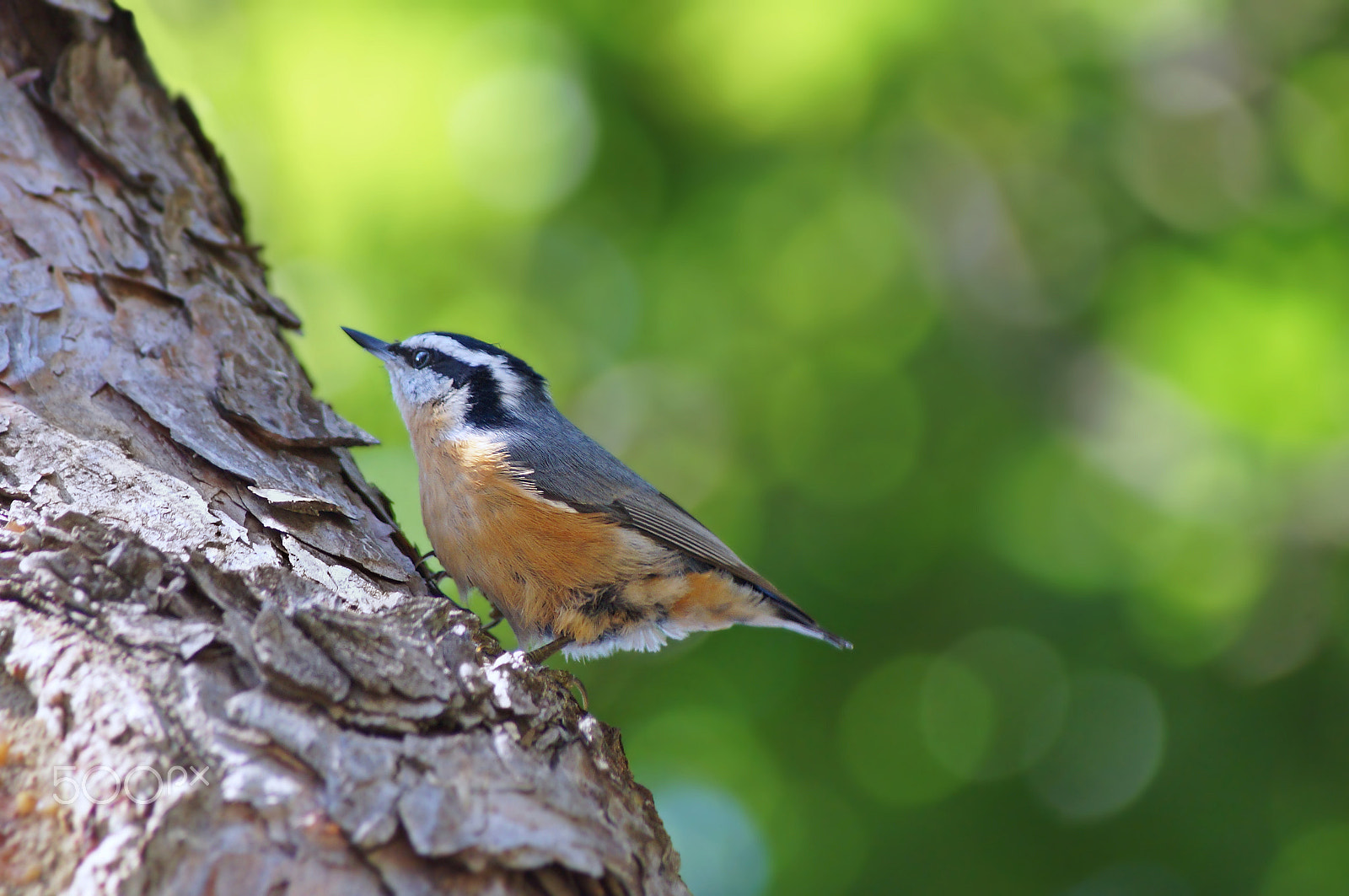 Sony 75-300mm F4.5-5.6 sample photo. Red breasted nuthatch photography