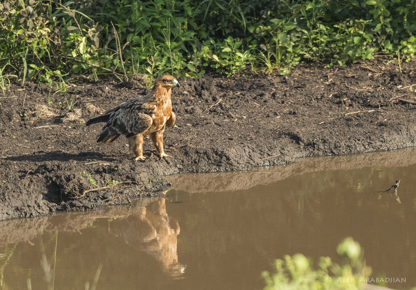 Nikon AF-S Nikkor 800mm F5.6E FL ED VR sample photo. The prince photography