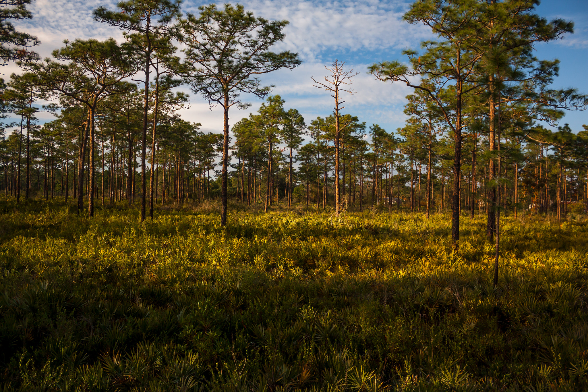 Canon EOS 450D (EOS Rebel XSi / EOS Kiss X2) sample photo. Thick florida bush photography