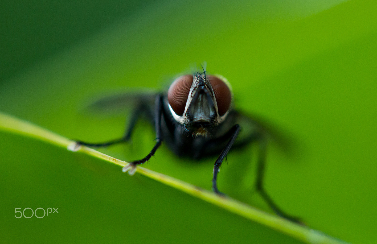 Canon EF-S 60mm F2.8 Macro USM sample photo. Fly bug eyes photography