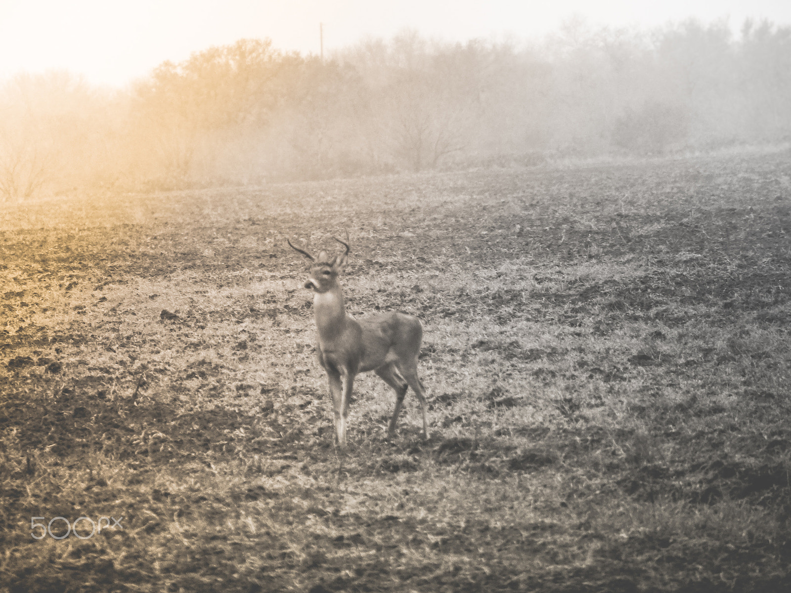Panasonic Lumix G Vario 45-200mm F4-5.6 OIS sample photo. Wild dawn photography