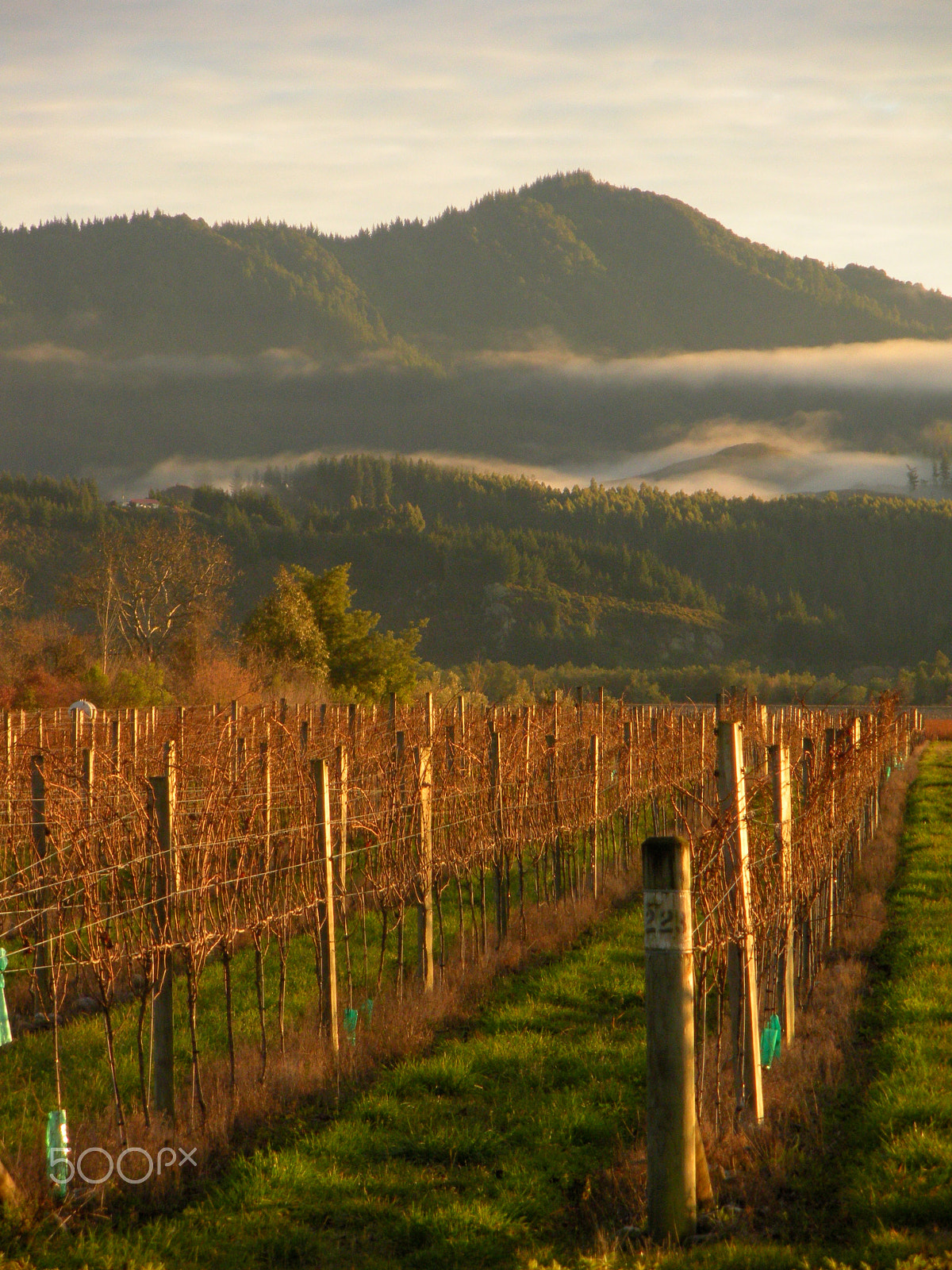 Nikon Coolpix S550 sample photo. Long golden light, nz photography