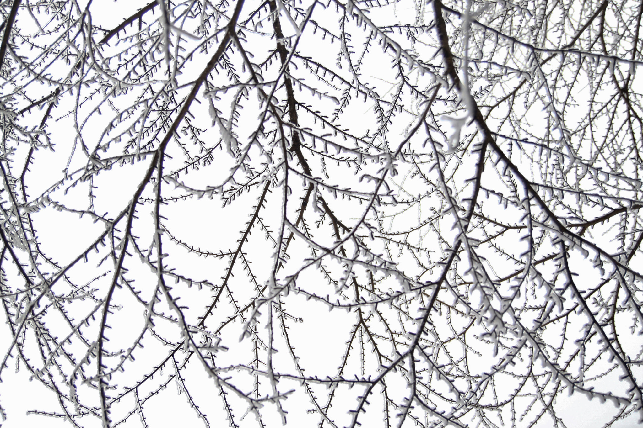 Tamron SP AF 17-50mm F2.8 XR Di II LD Aspherical (IF) sample photo. Snowing photography