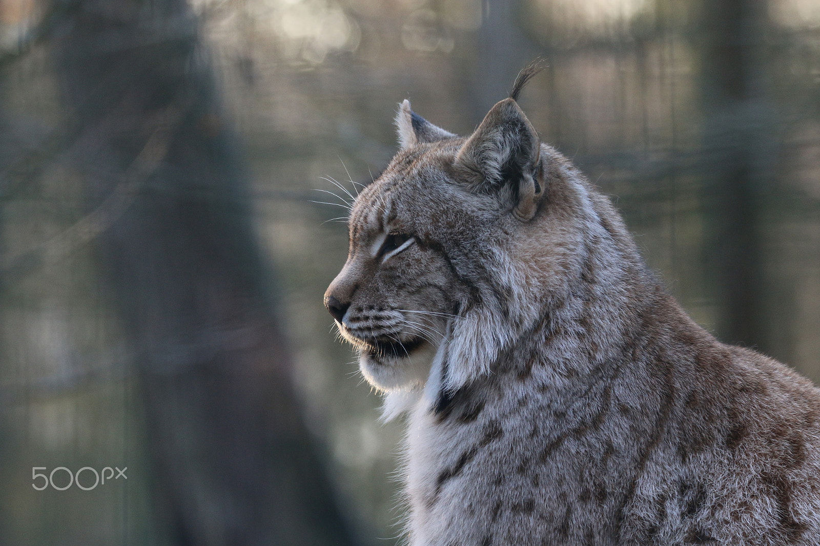 Sigma 150-600mm F5-6.3 DG OS HSM | C sample photo. Posing photography