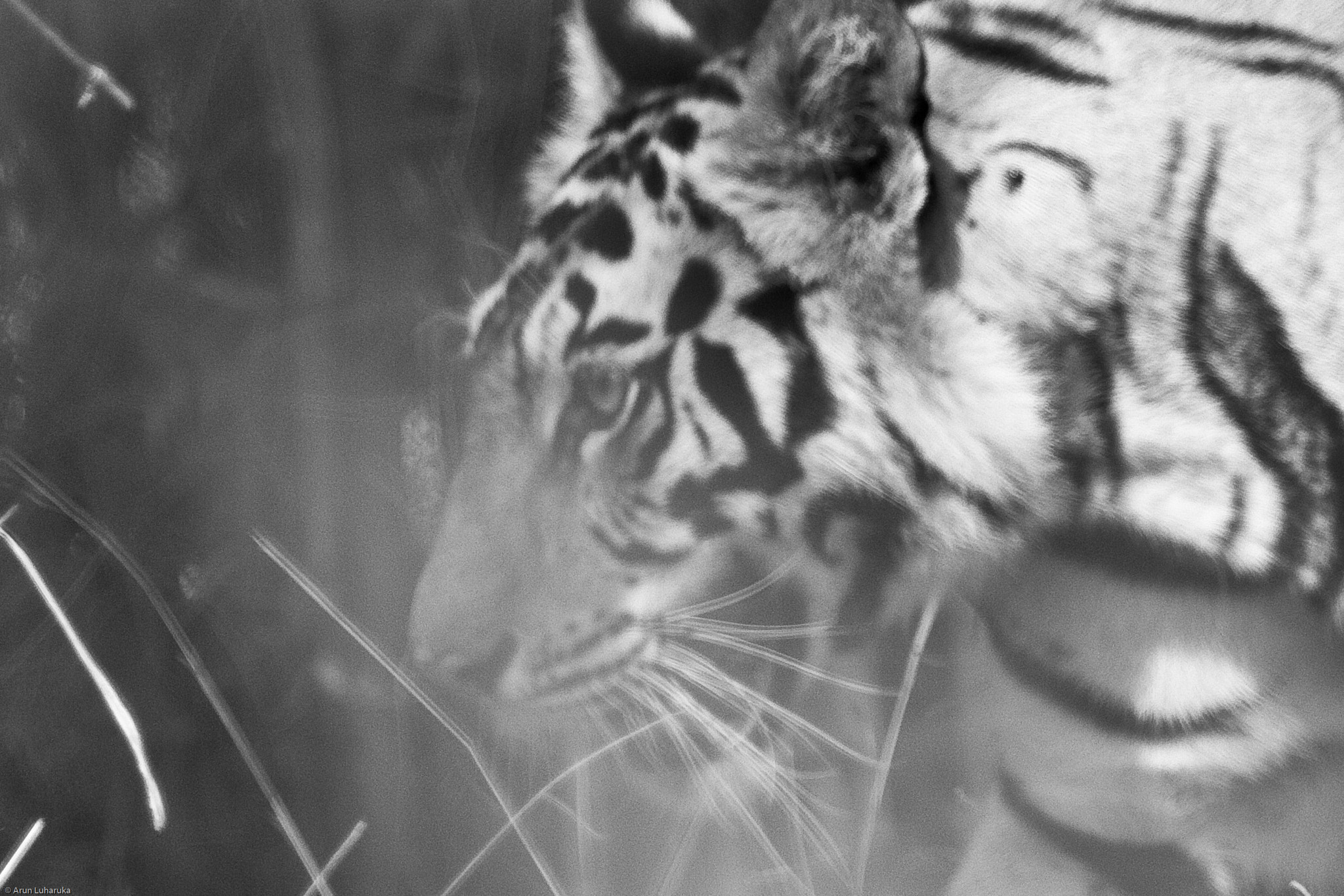 Canon EF 100-400mm F4.5-5.6L IS USM sample photo. Tiger black and white photography