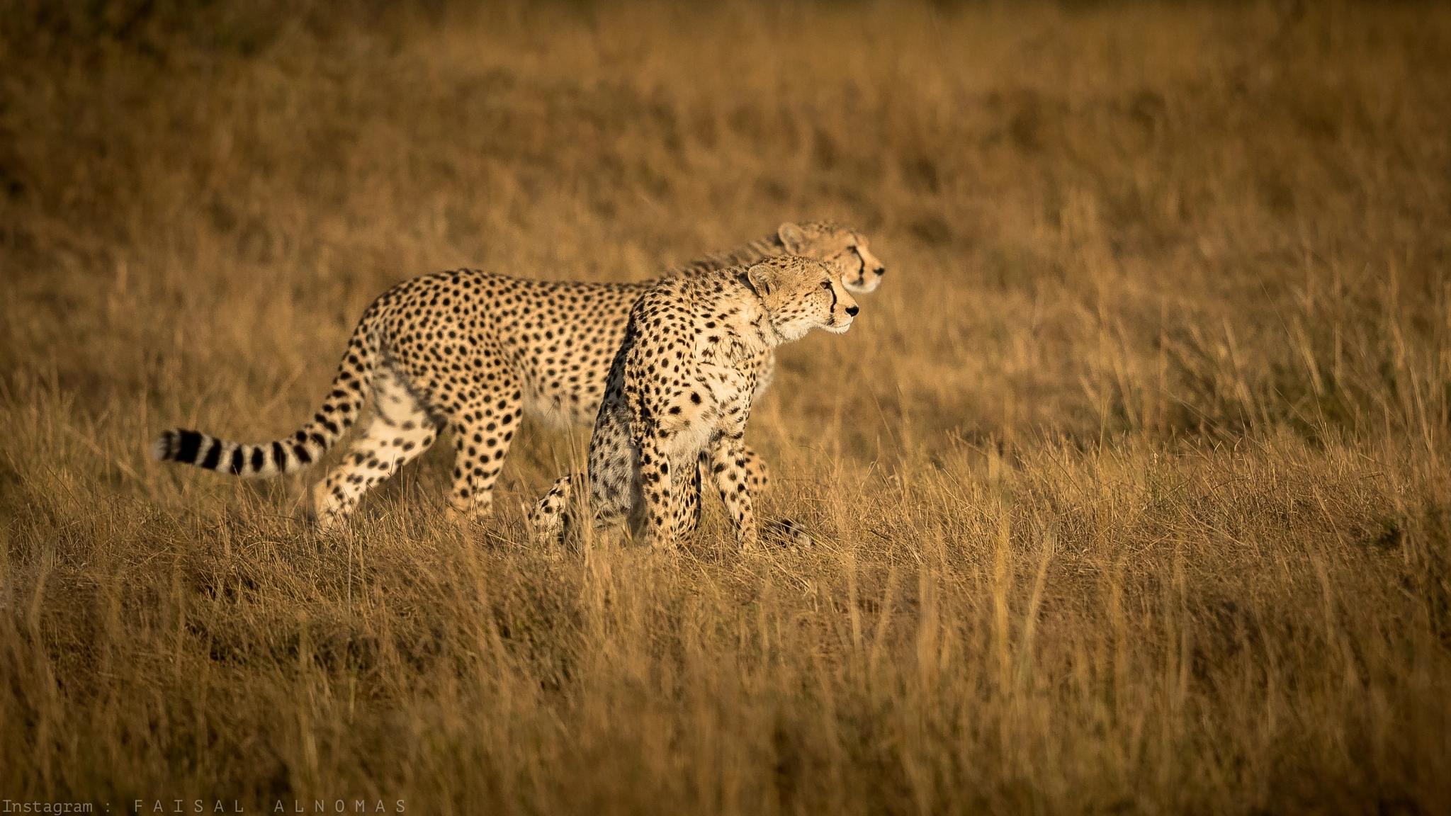Canon EF 500mm F4L IS II USM sample photo. Eyes in focus photography