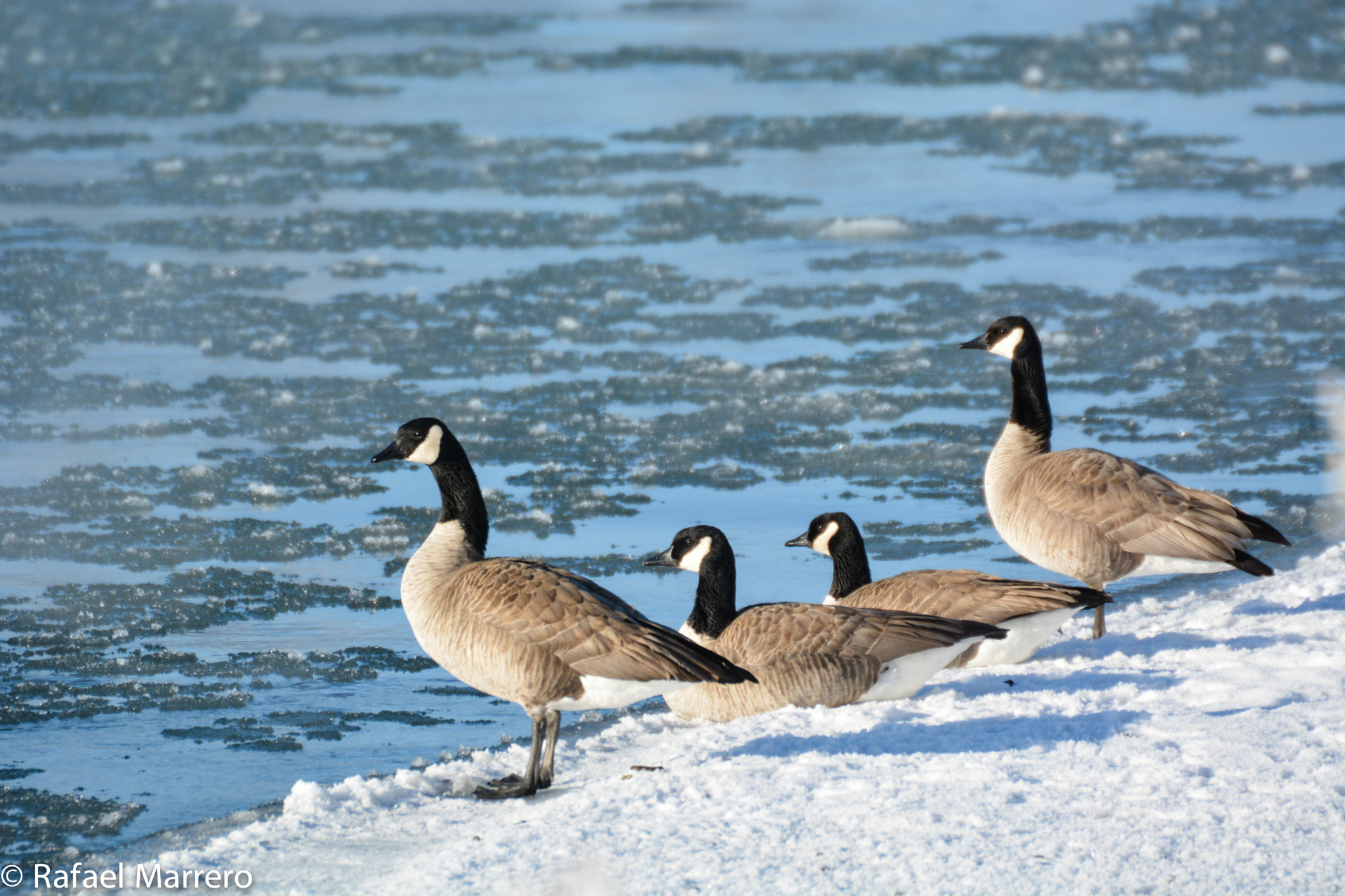 Sigma 50-500mm F4.5-6.3 DG OS HSM sample photo. Canada geese by the icy bow river photography