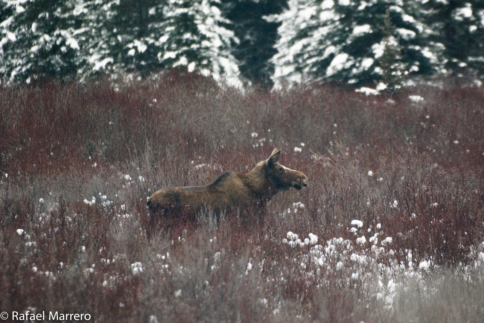 Sigma 50-500mm F4.5-6.3 DG OS HSM sample photo. Cow moose on a frosty meadow photography