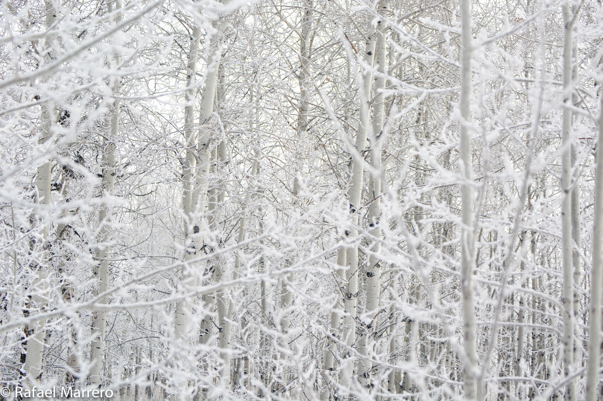 Sigma 50-500mm F4.5-6.3 DG OS HSM sample photo. Frosty forest photography