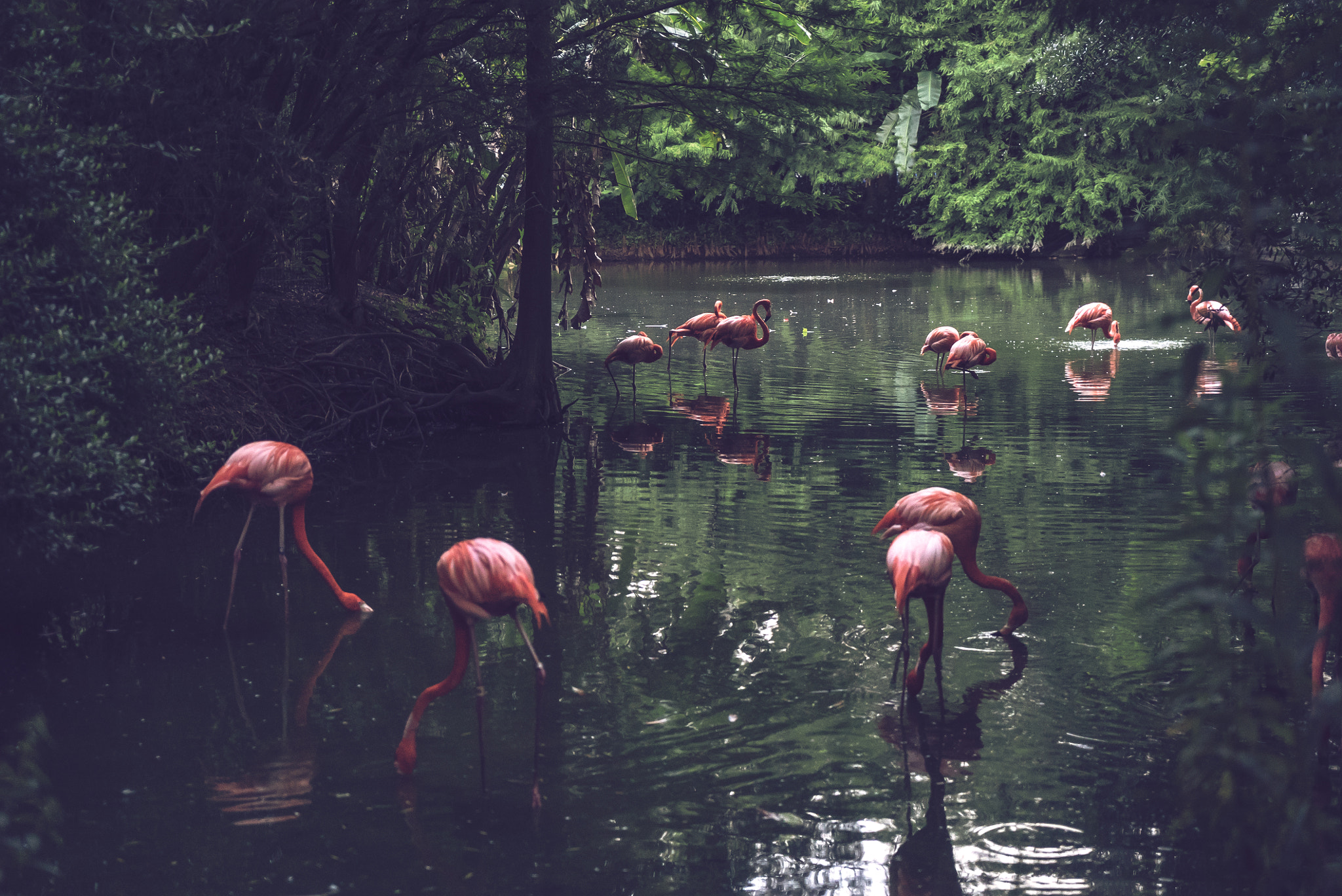 Sony a7S II + Sony Vario Tessar T* FE 24-70mm F4 ZA OSS sample photo. Flamingos photography