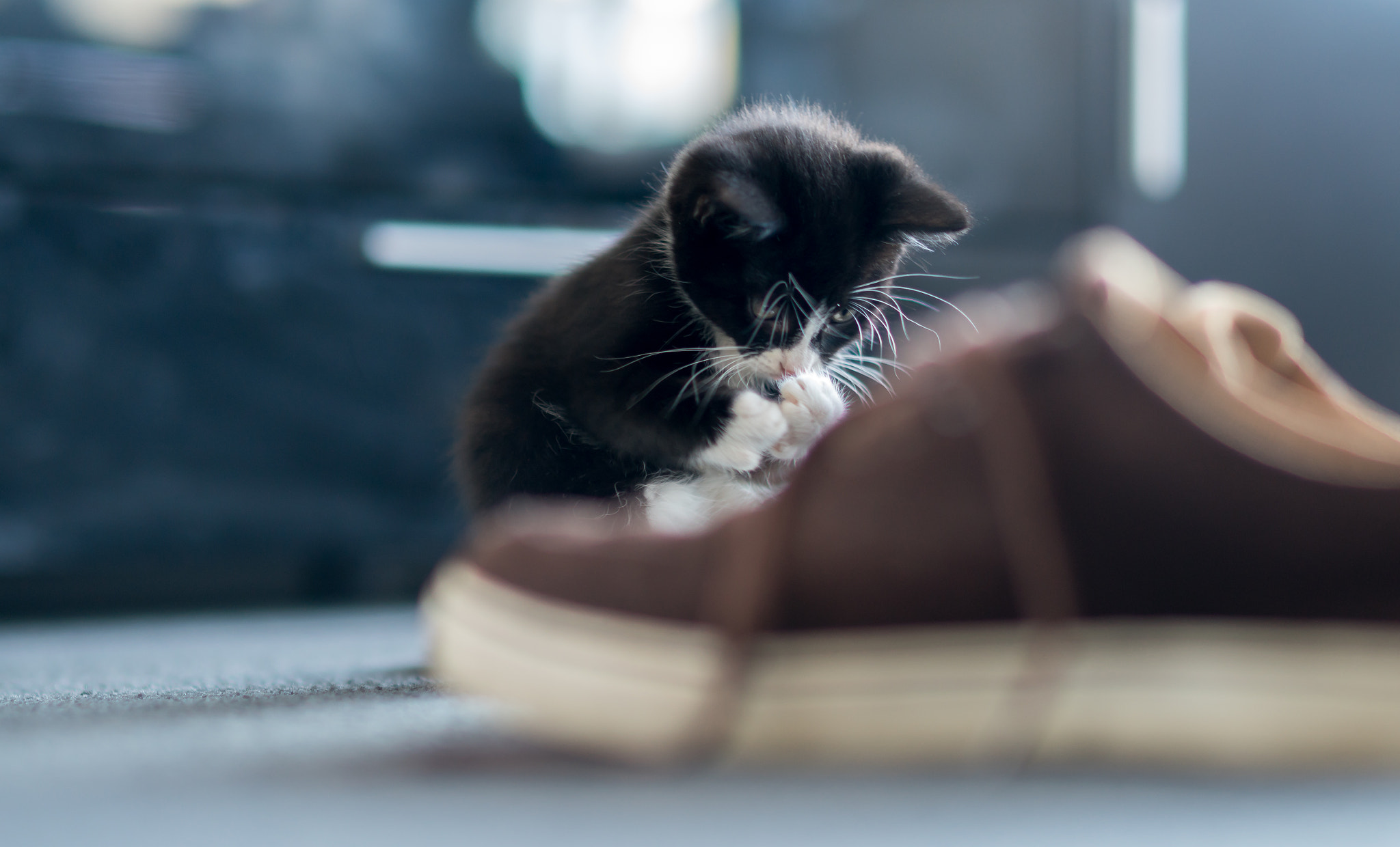 Sony a7R II + Samyang AF 50mm F1.4 FE sample photo. Kitty praying photography