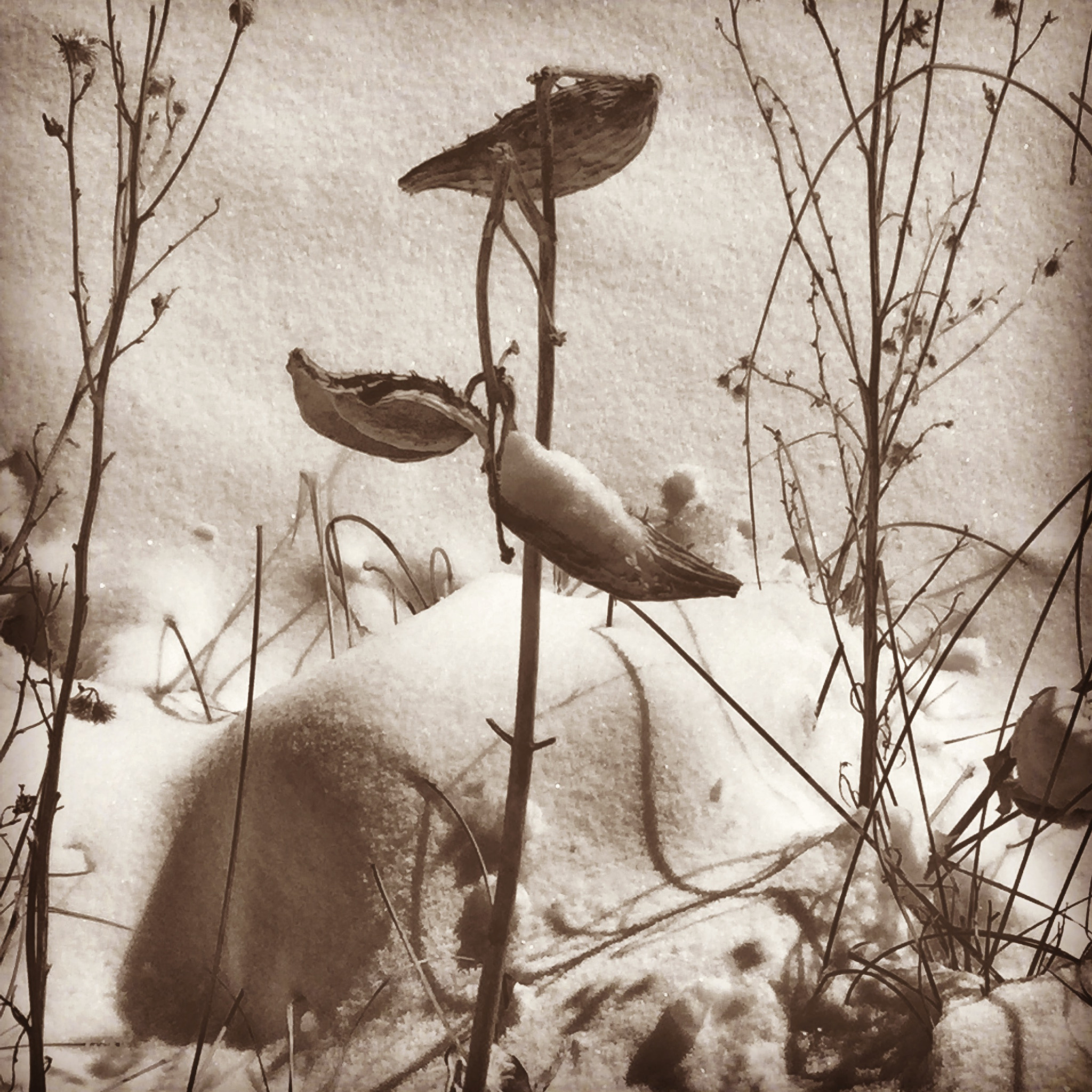 Apple iPad5,3 sample photo. Milkweed husk in the snow. photography