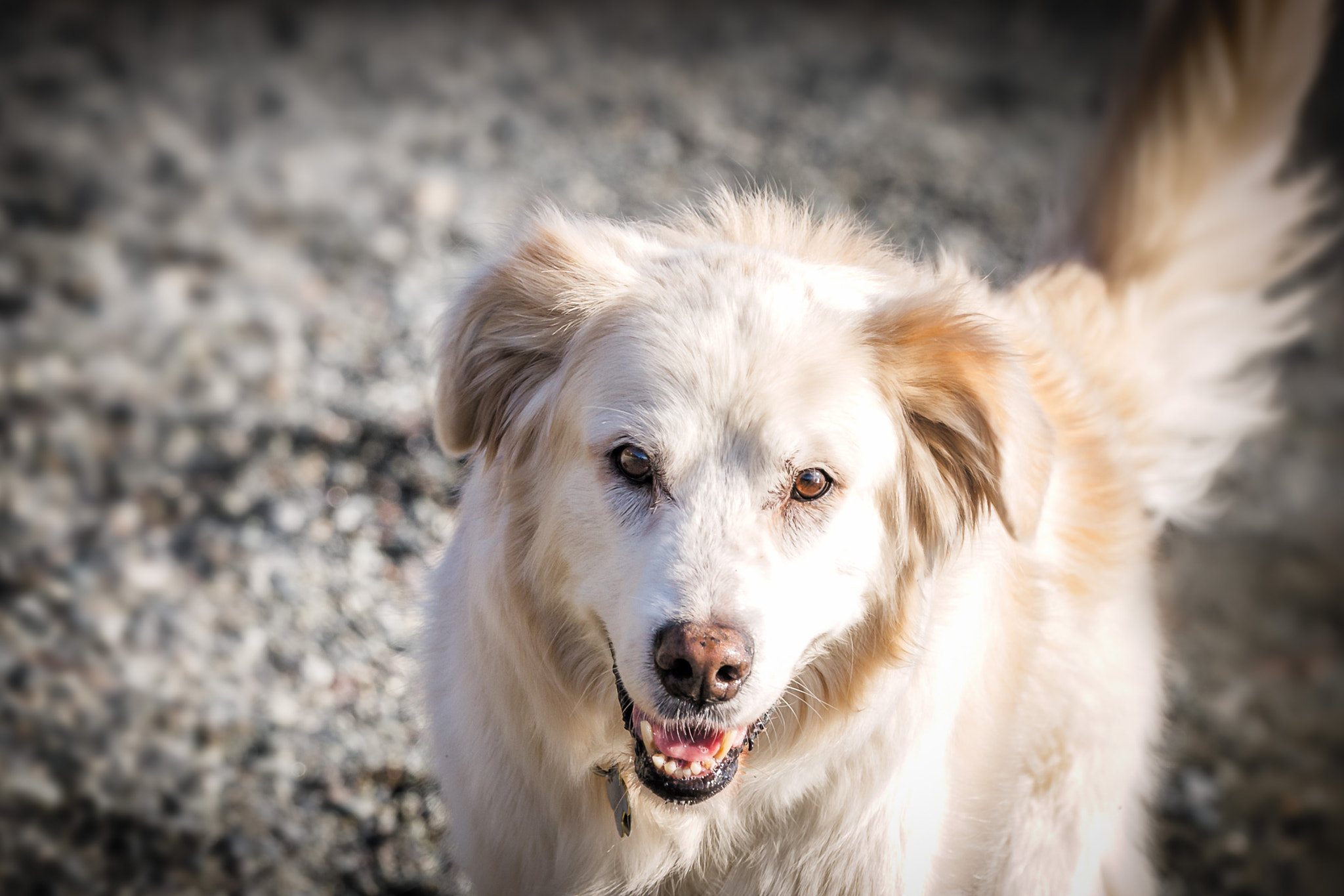 Tamron SP 70-200mm F2.8 Di VC USD sample photo. Dog on the beach photography